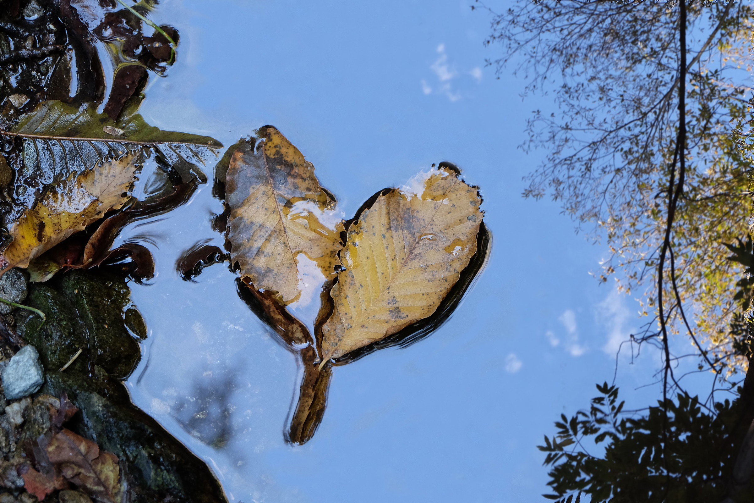 leaves in the puddle...