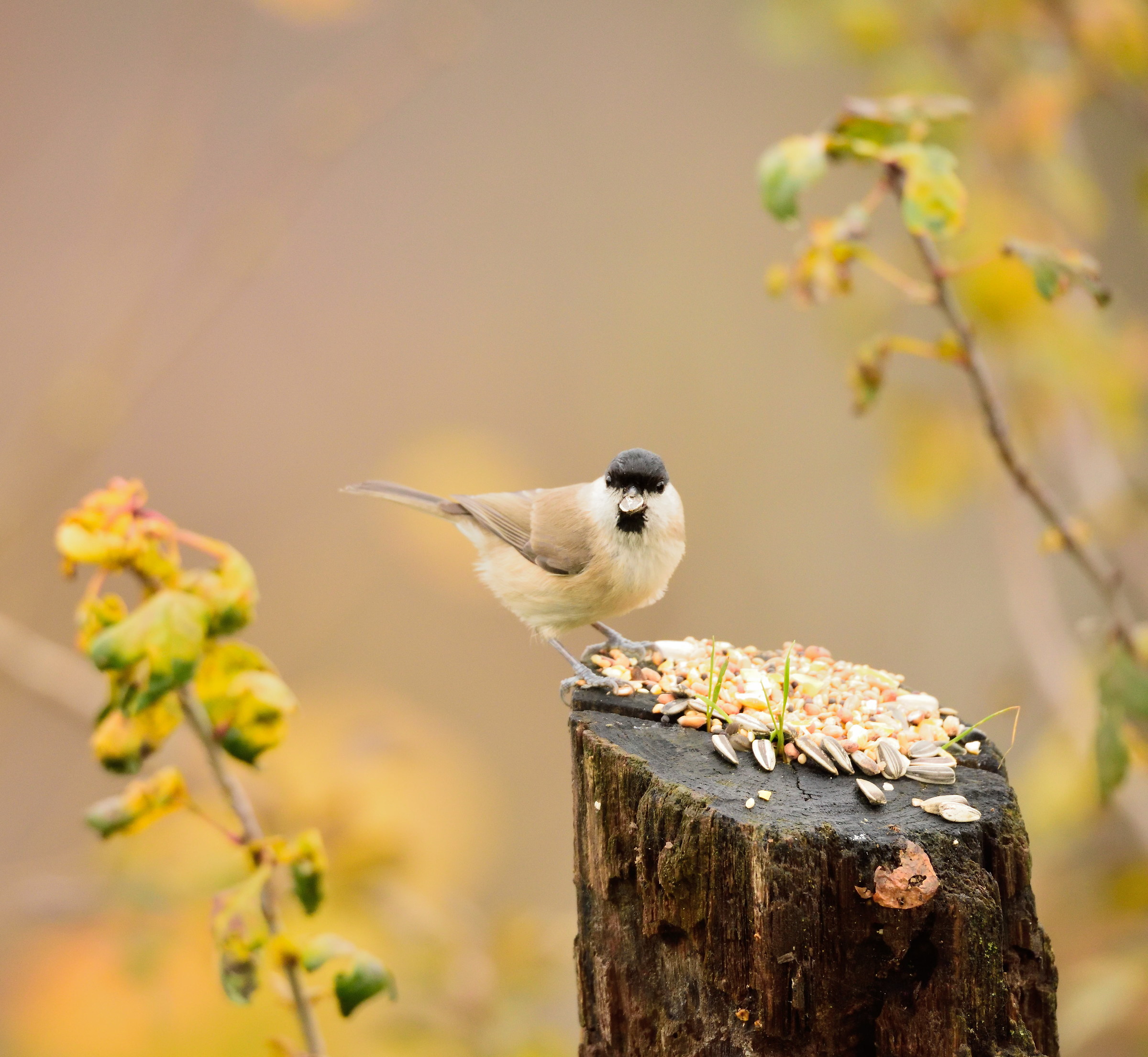 postcard from Montevecchia-marsh tit...
