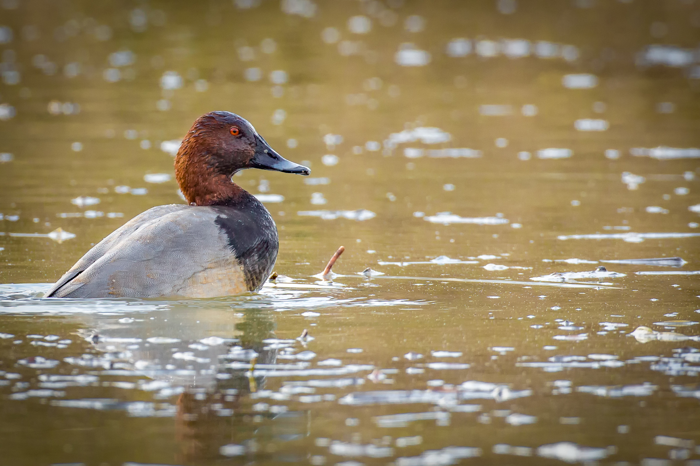 The Pochard strutting...