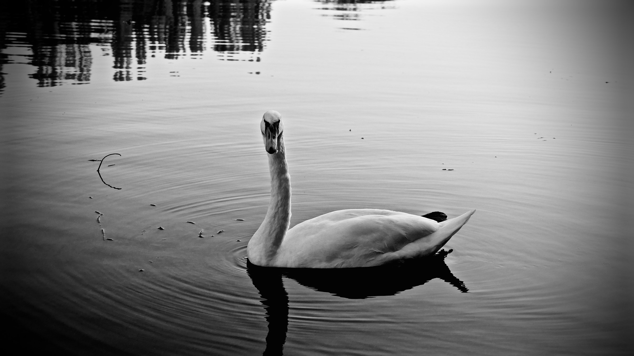 The swan on the little b / n...