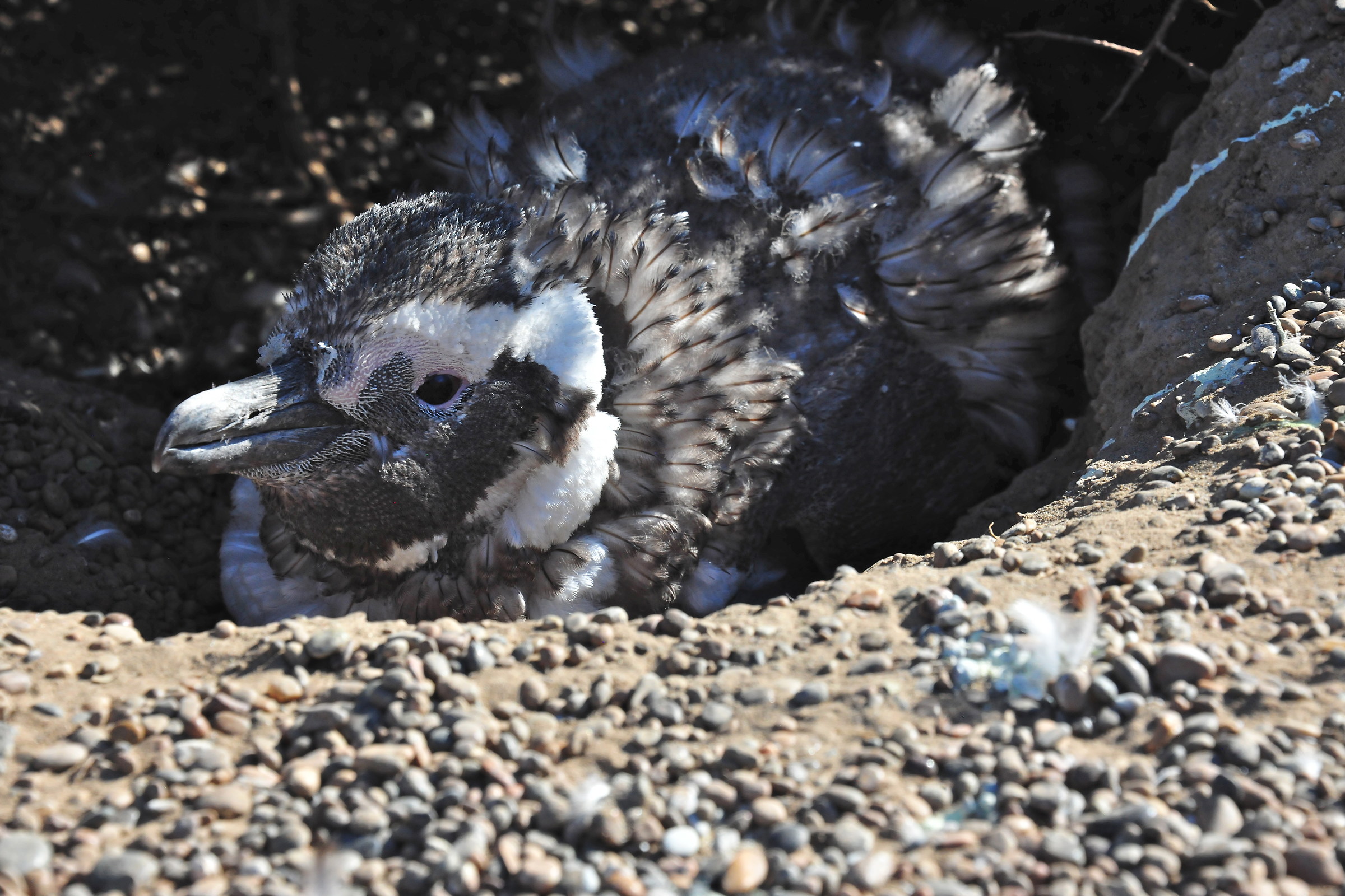 Magellanic penguin, young in the nest; peninsula val...