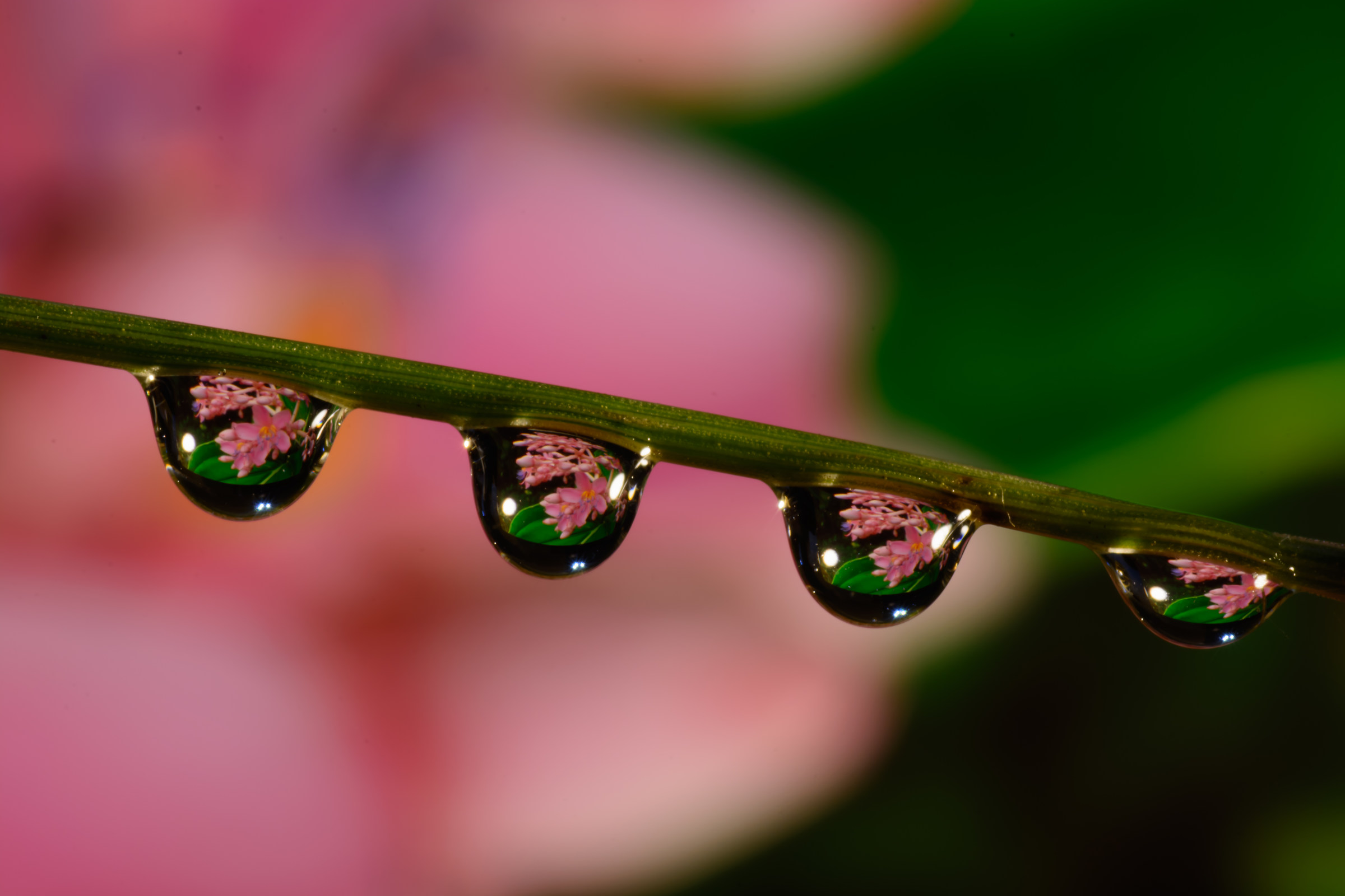 flower in the drop...