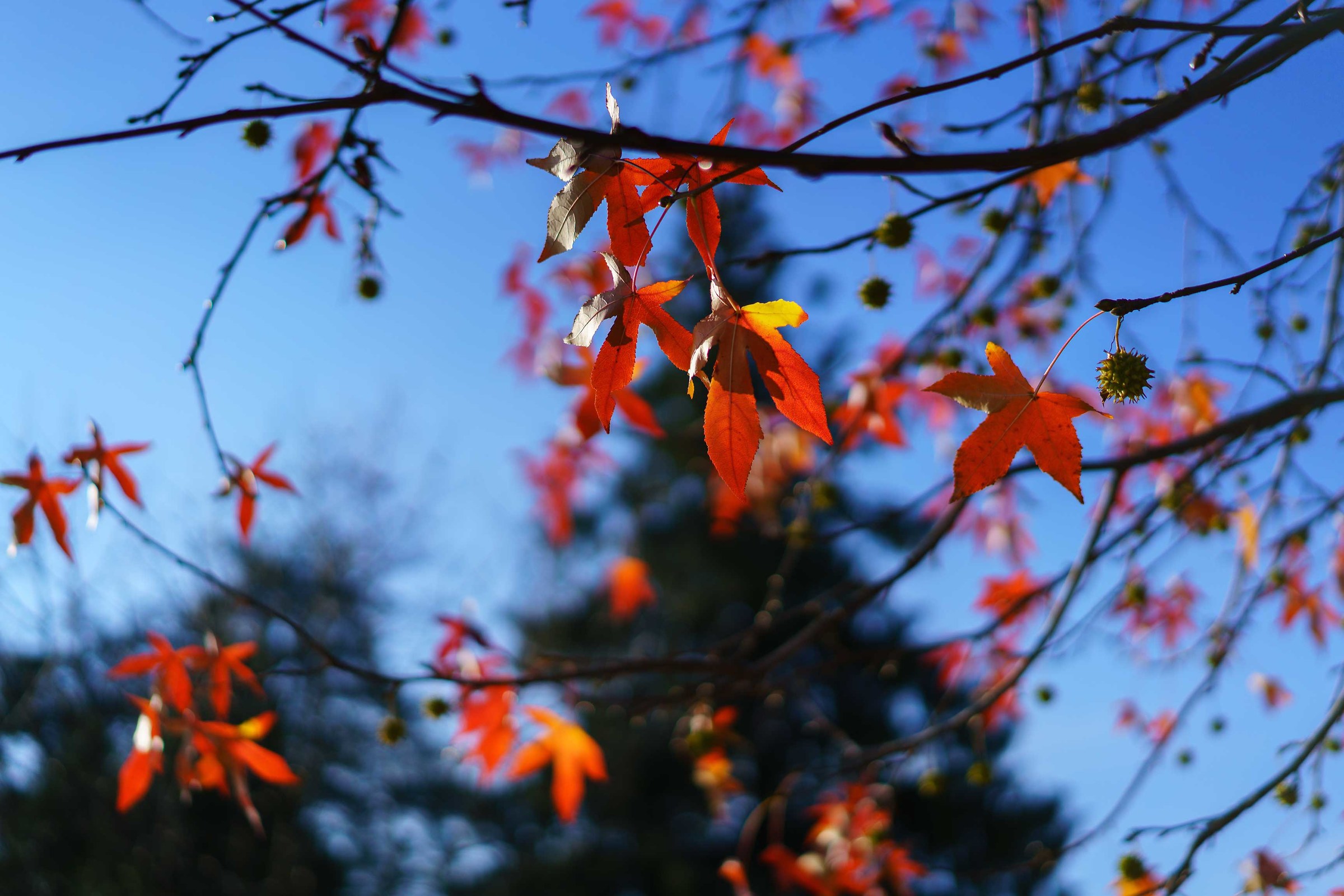 Ultime foglie di autunno...