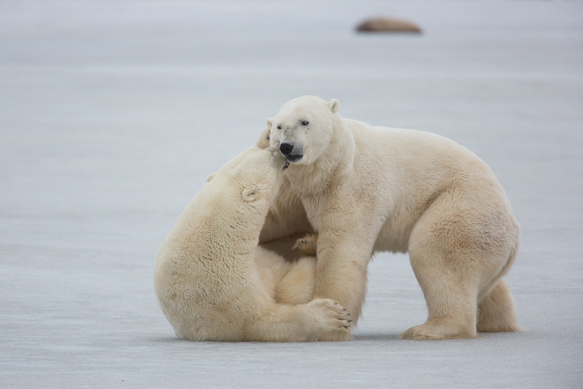 Polar bears playing #4...
