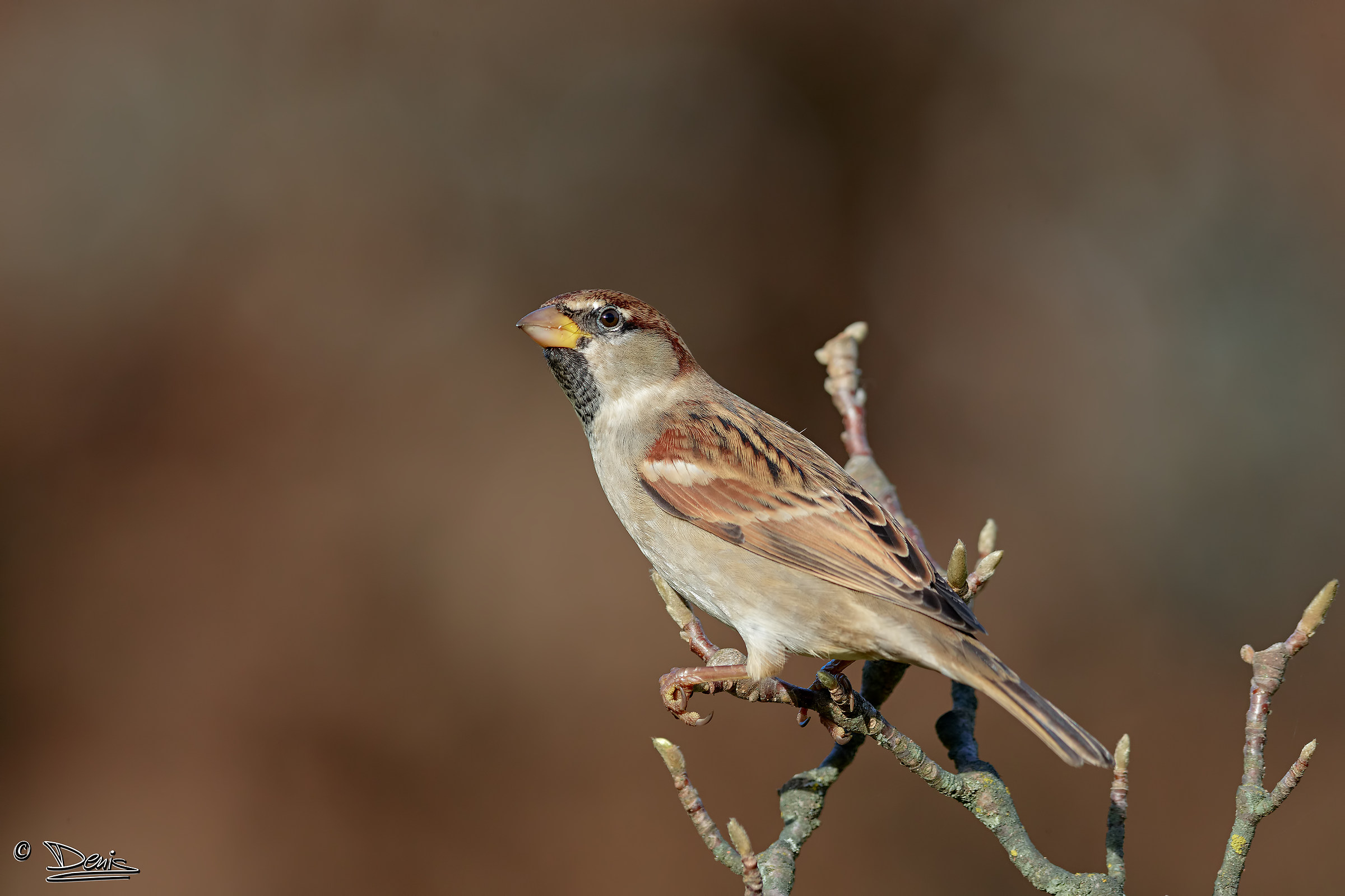 sparrow common...