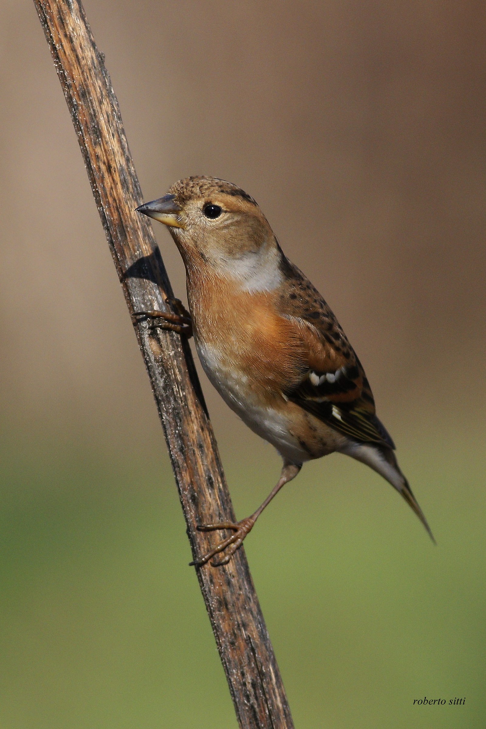 Brambling...