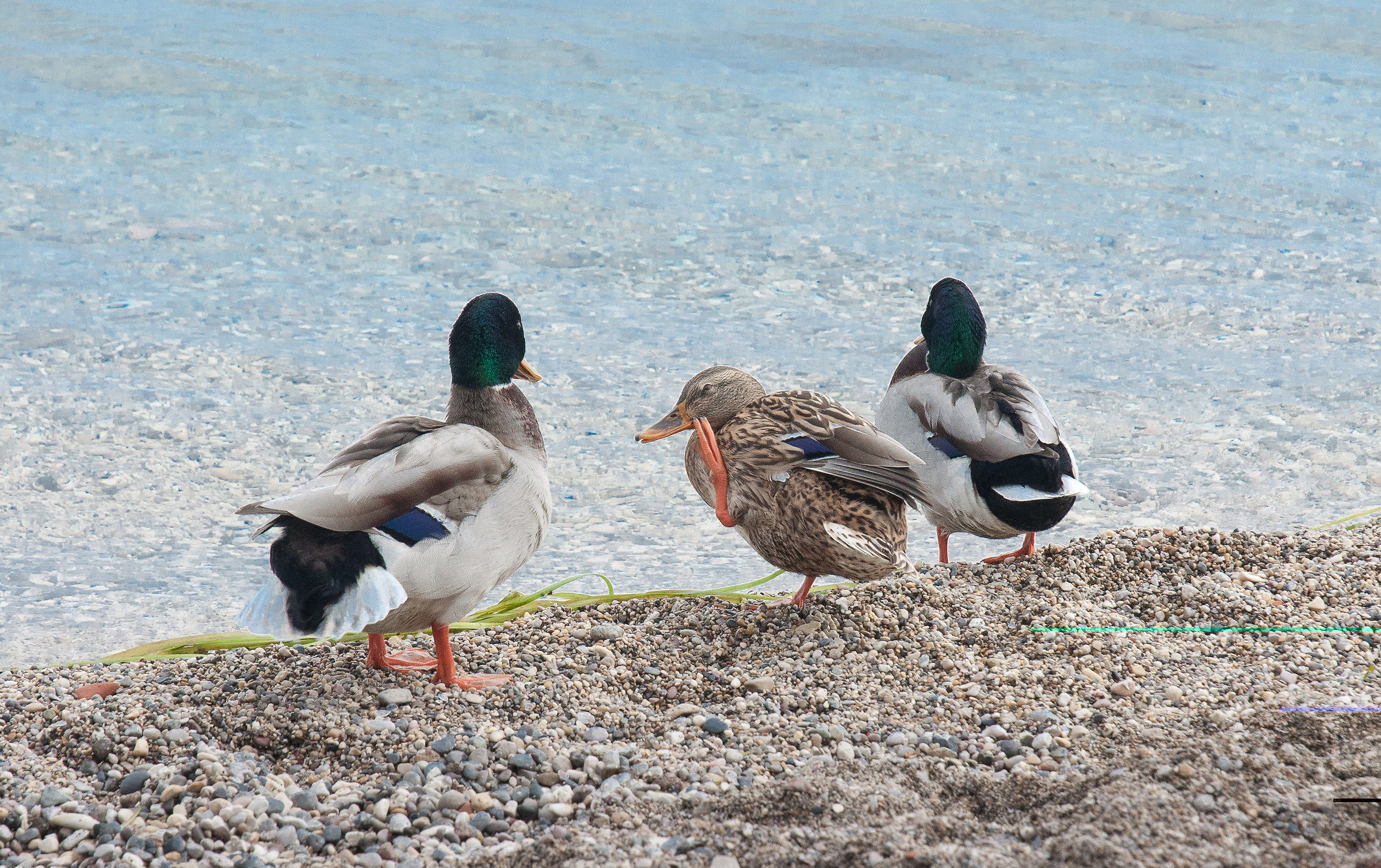 Bathing Beauties...