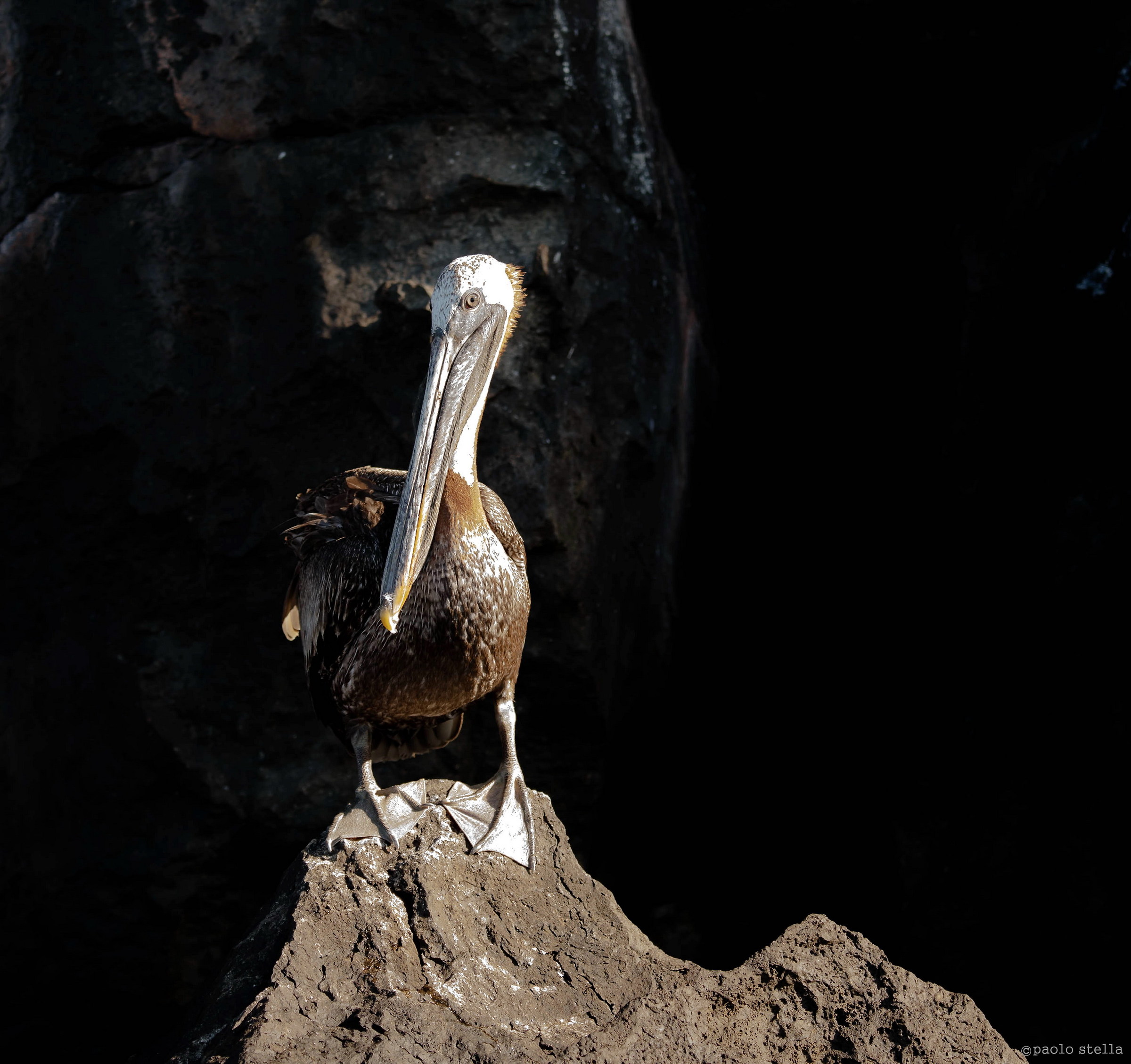 brown pelican - 3...