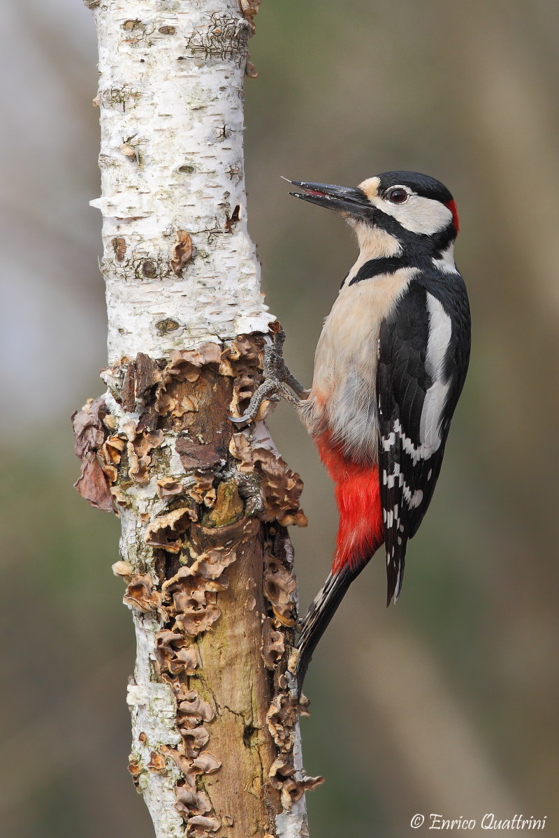 m red woodpecker...