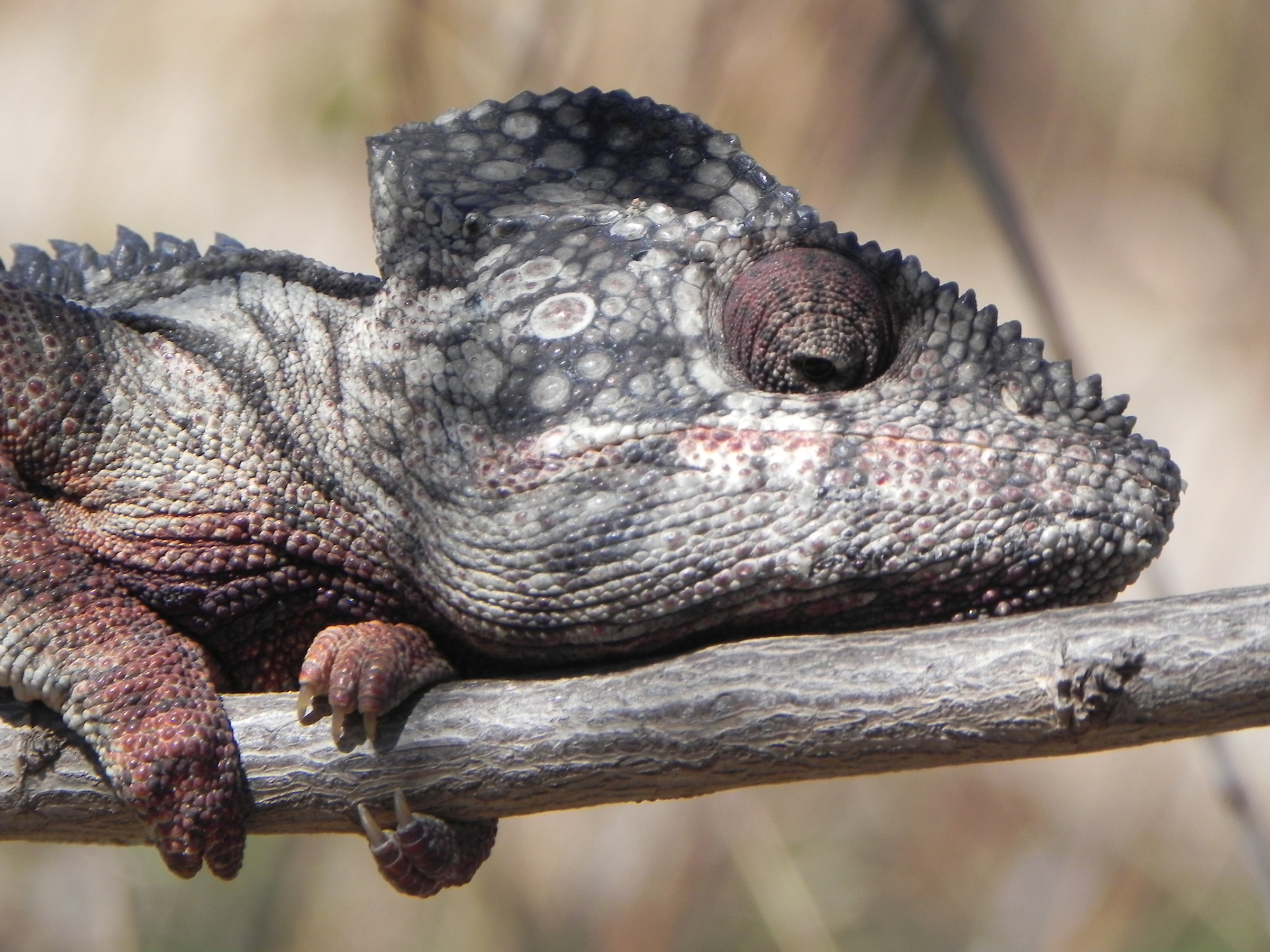 Chameleon in Isalo National Park...