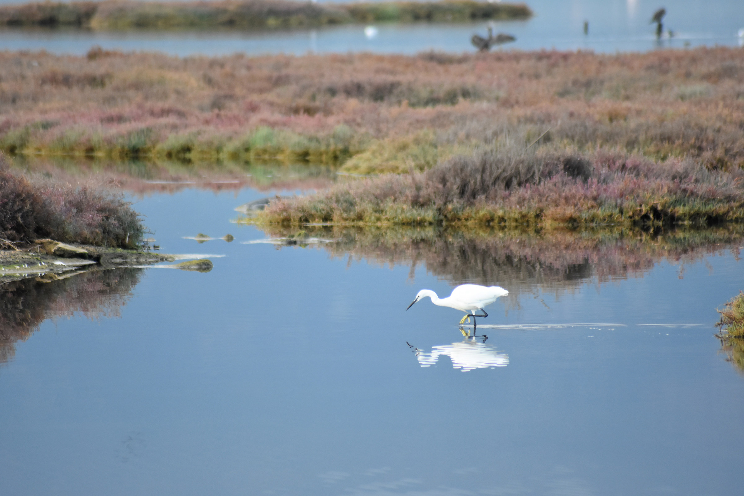 Little egret in the pond of Santa Gilla (Sardinia)...