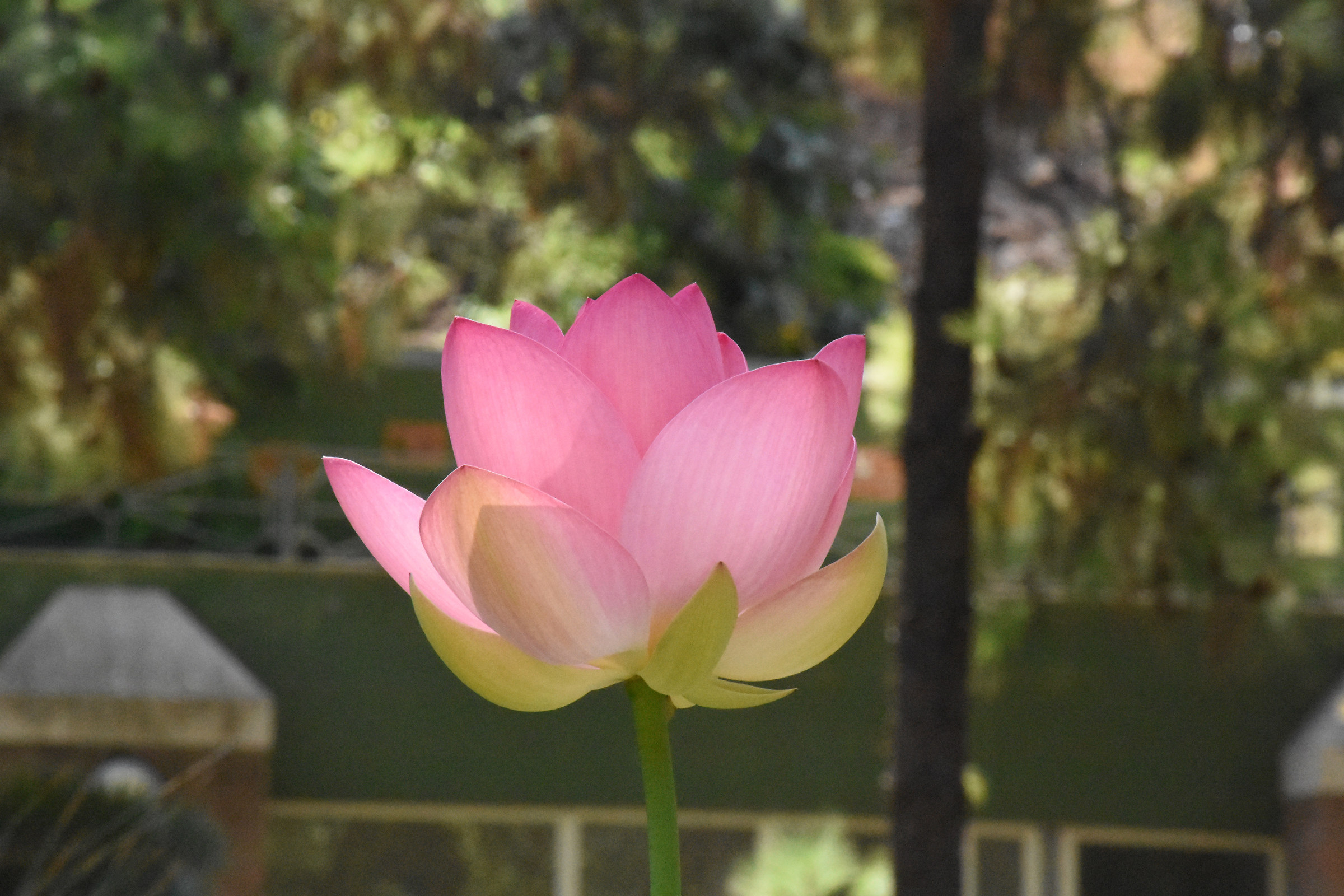 lotus flower - botanical garden of Cagliari...