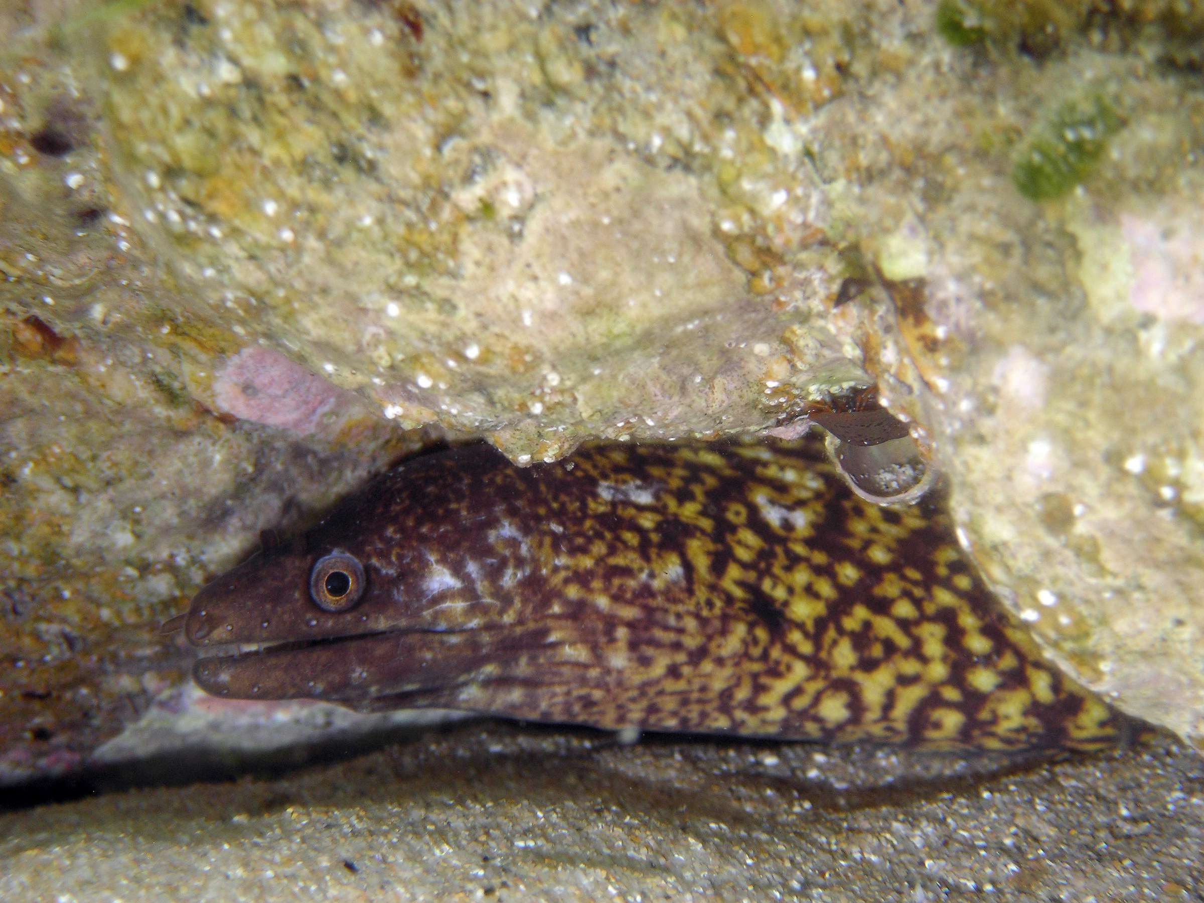 moray eel in reef Giudeu Chia (Sardinia)...
