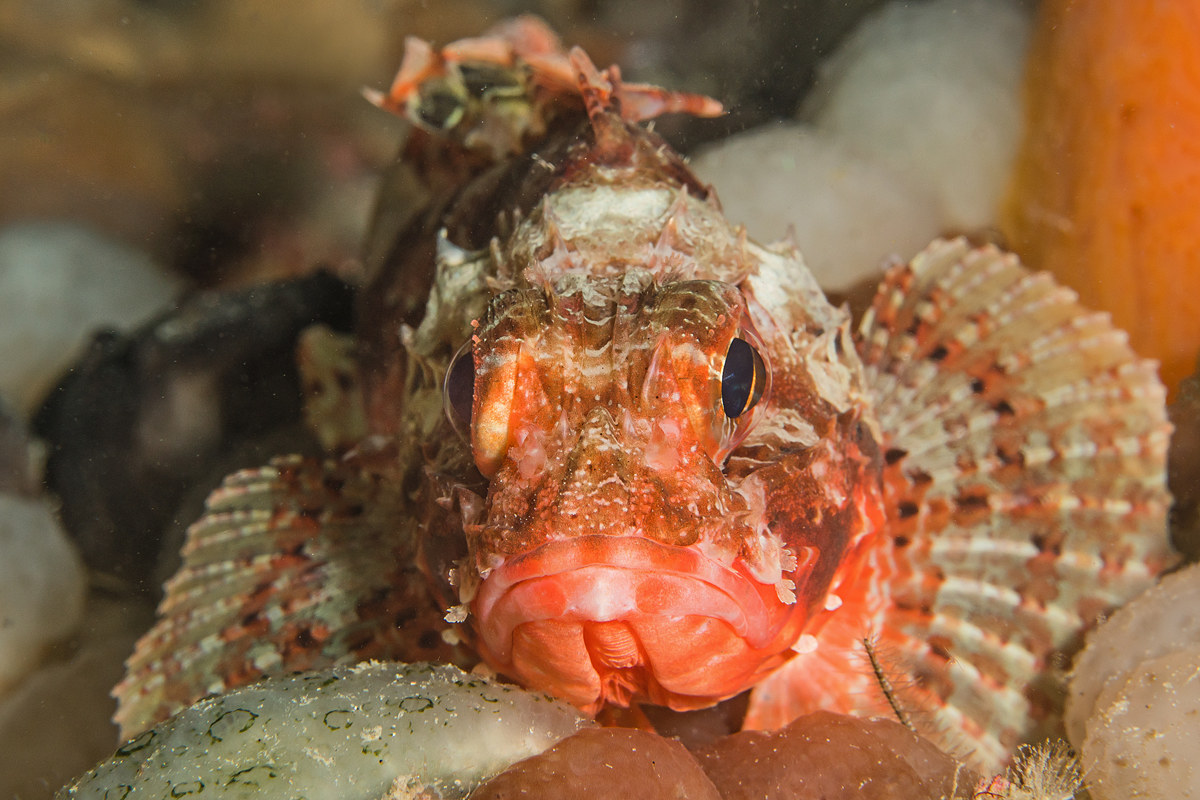 small red scorpionfish...