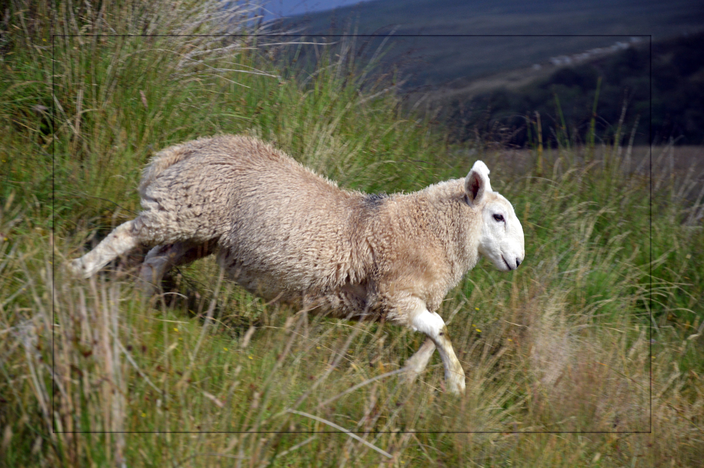 Scottish sheep...