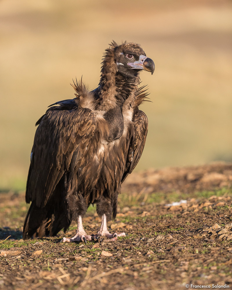 monaco vulture...