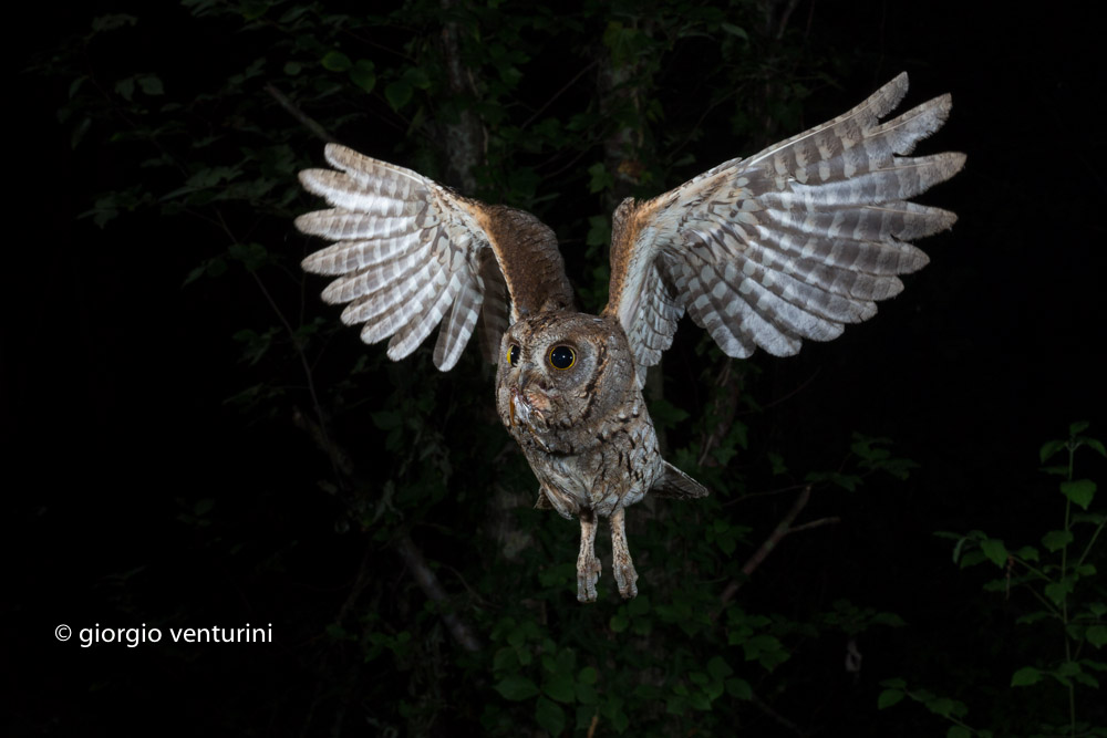 horned owl in flight...