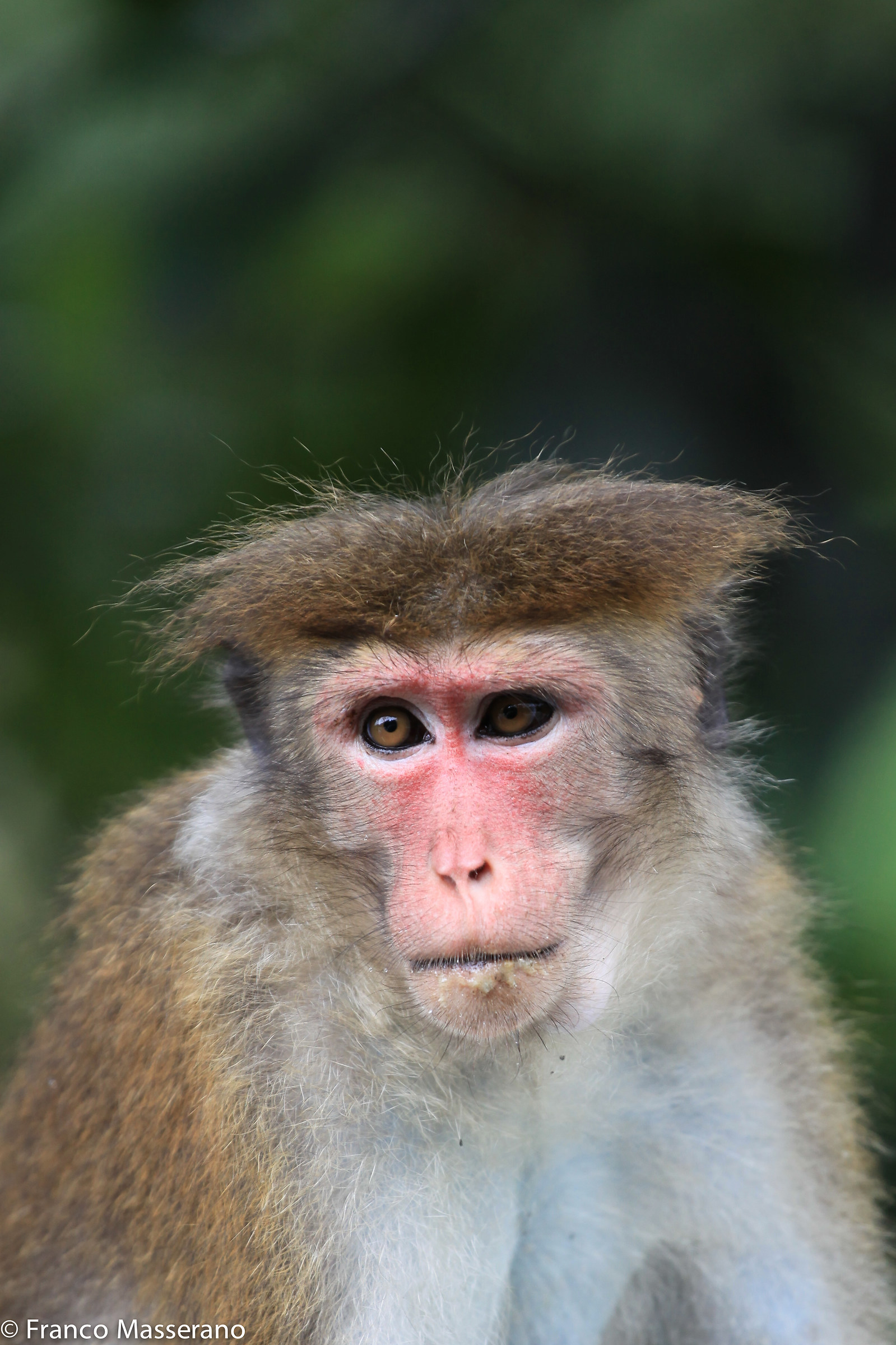 Macaco Toque, Sri Lanka...