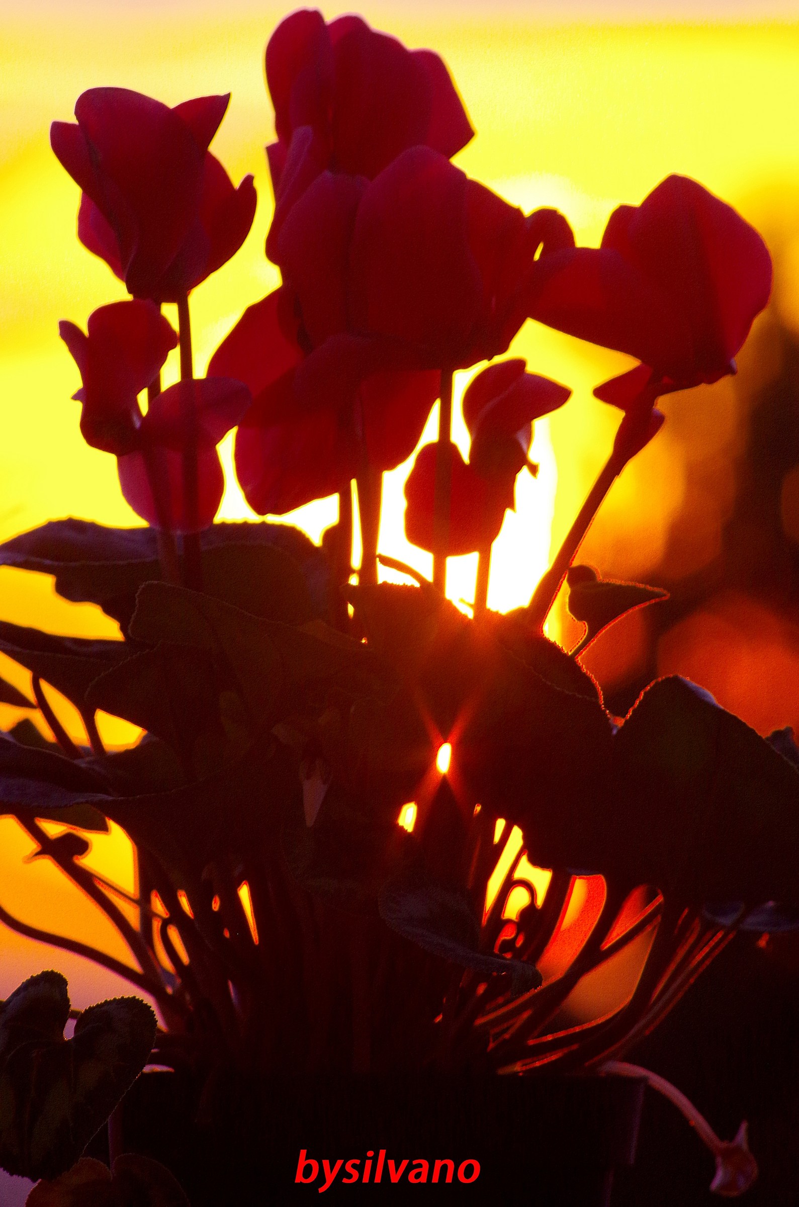 fiori di ciclamino al tramonto...