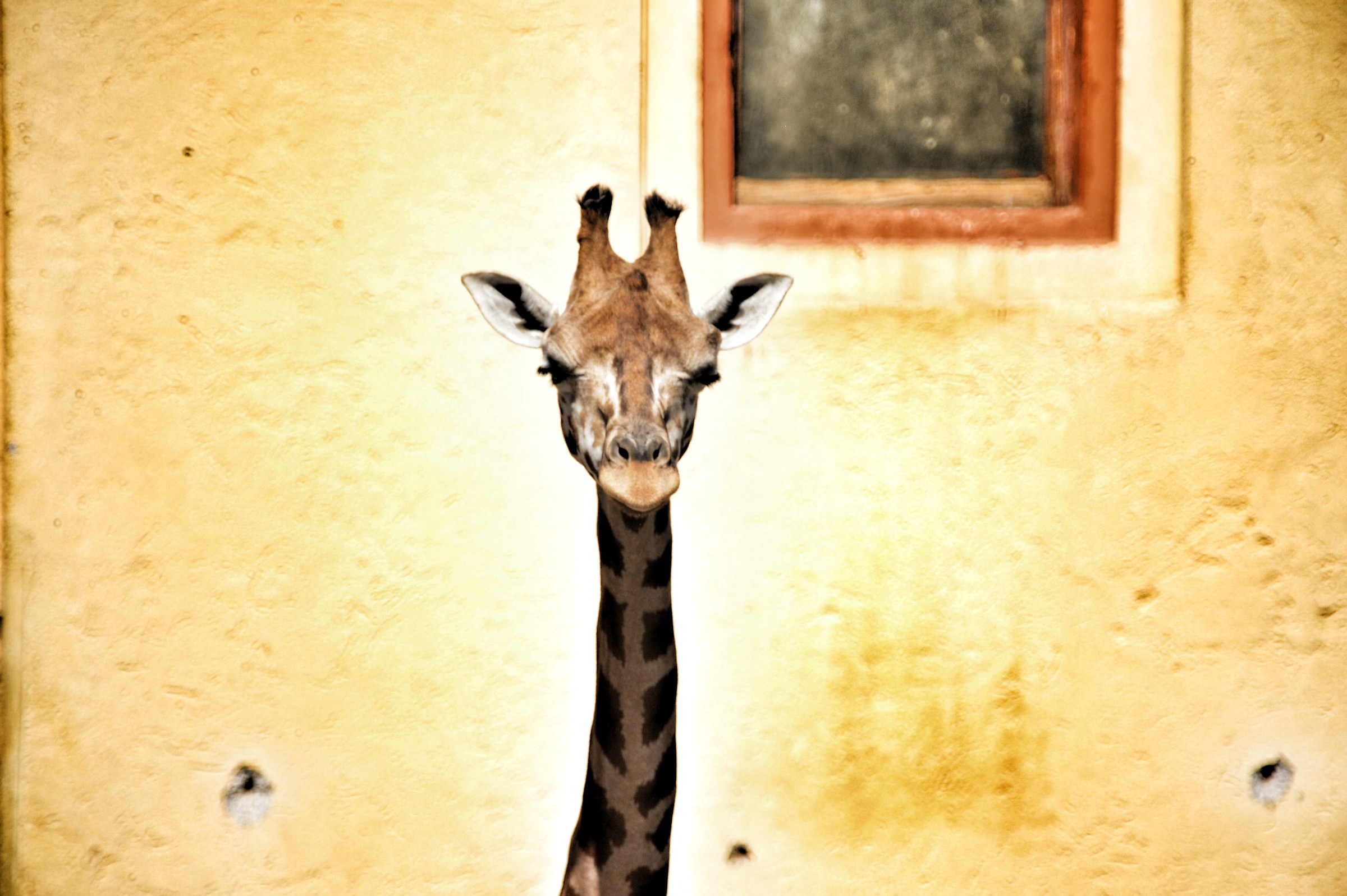 Giraffe...