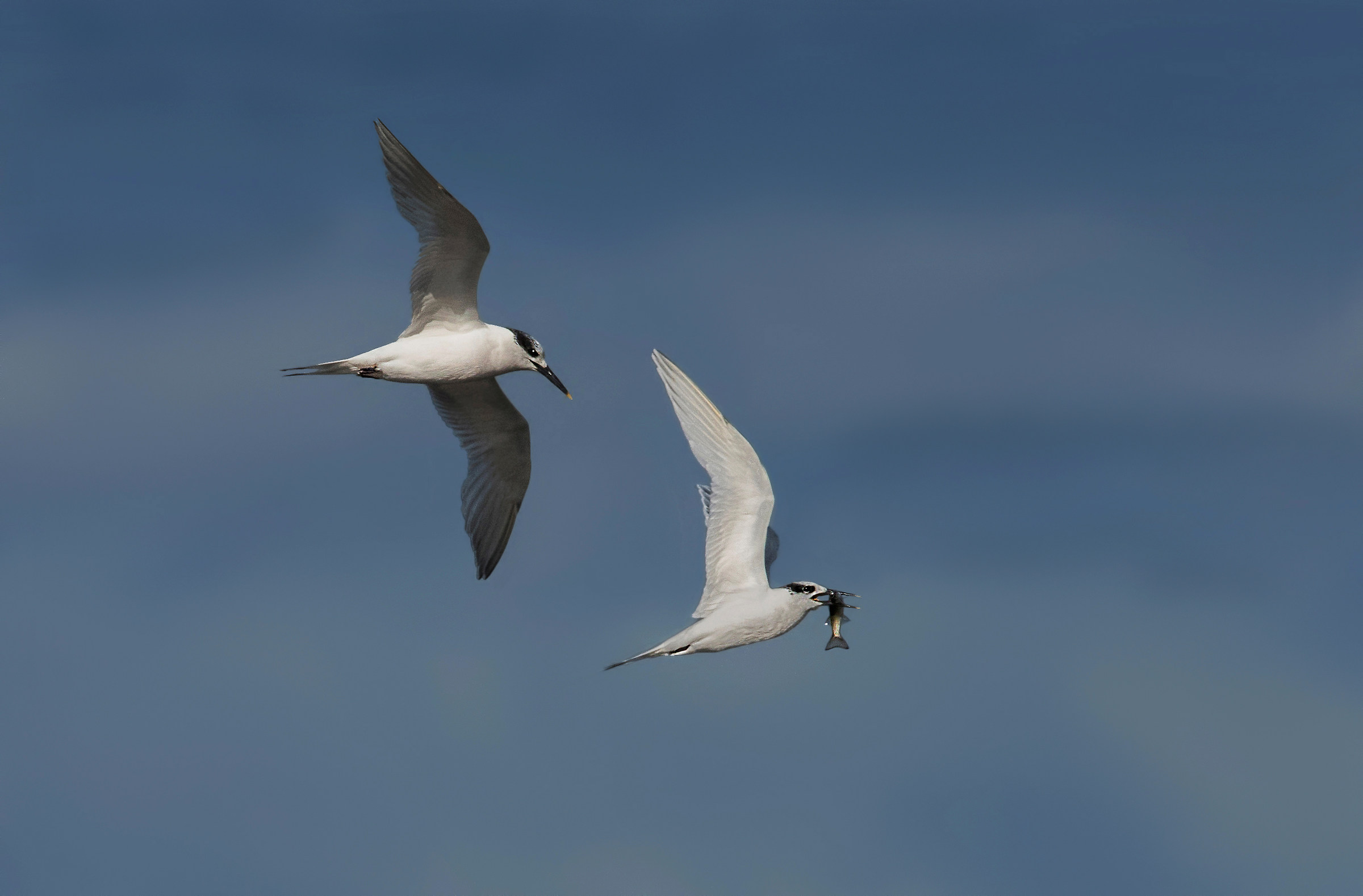 sandwich tern...