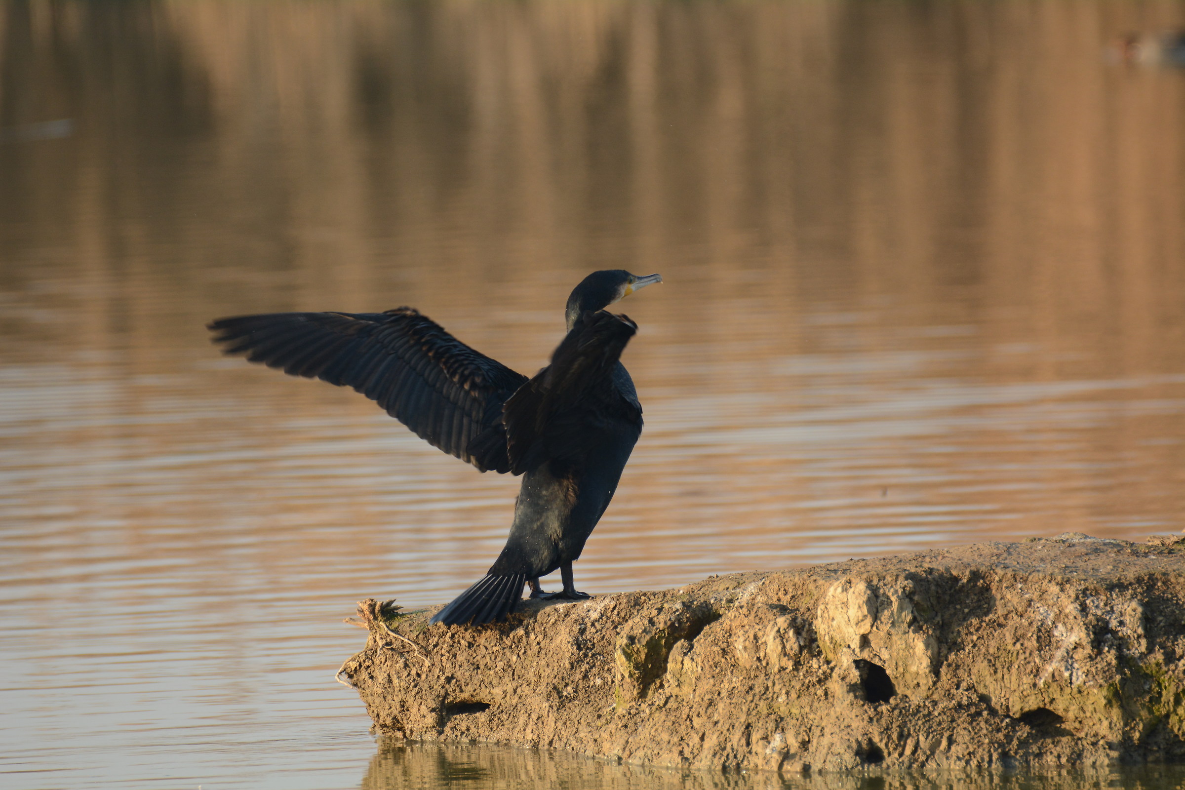 cormorant...
