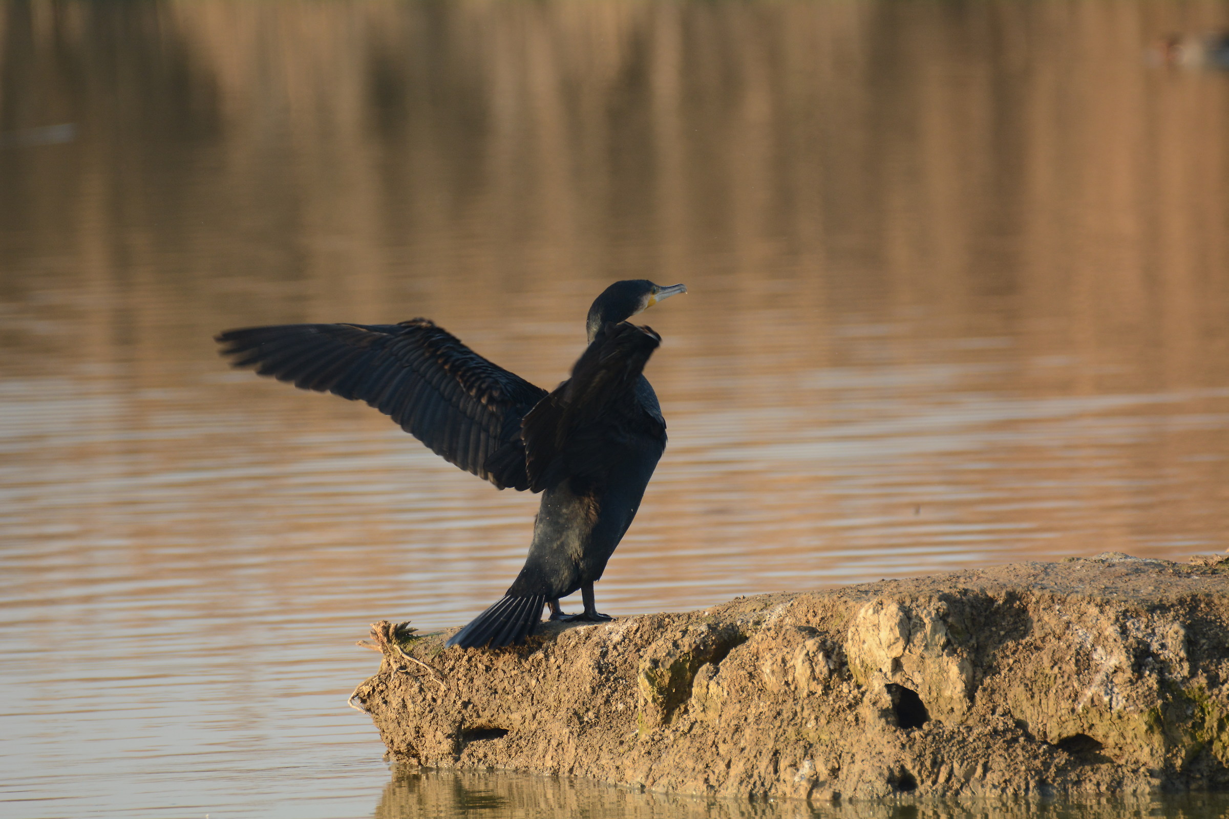 cormorano...