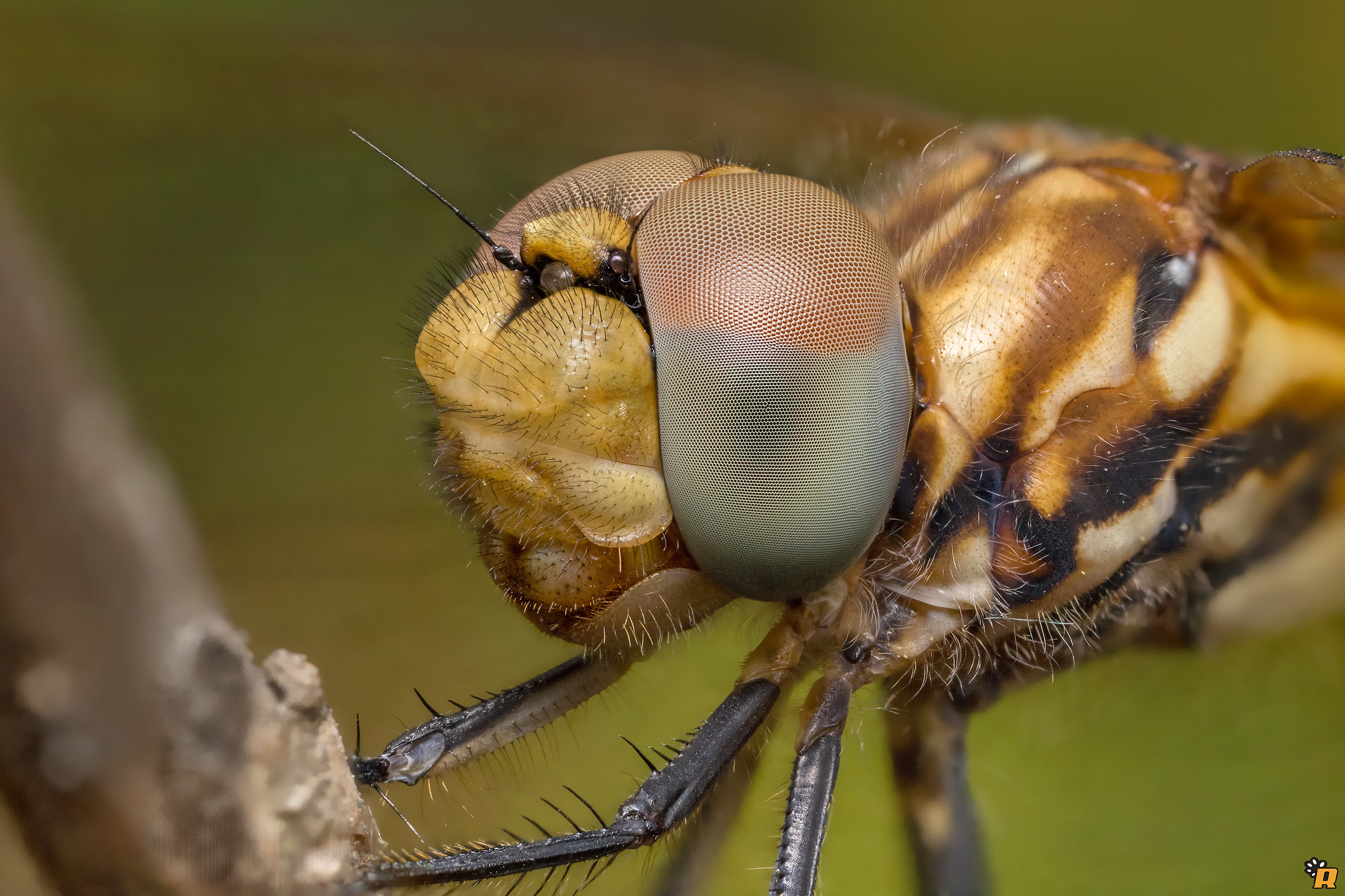 Tritemis annulata...