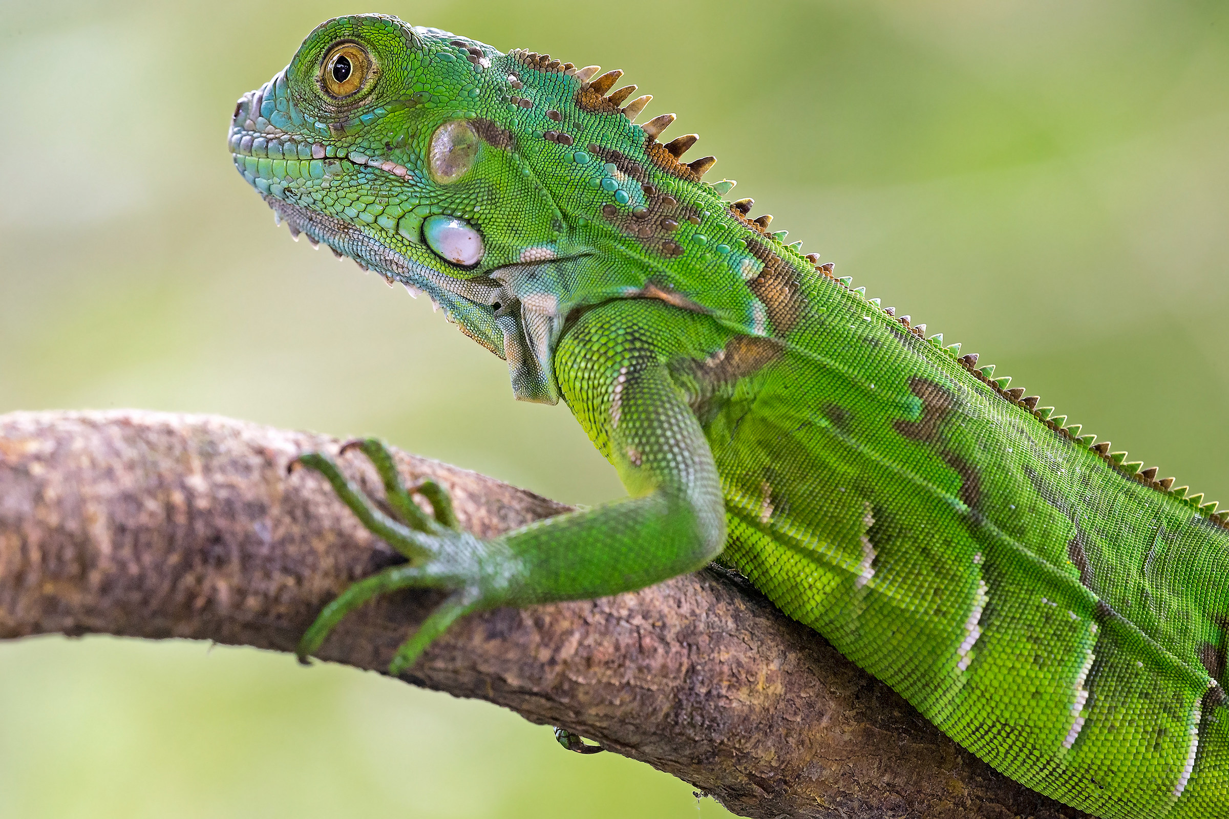 green iguana...