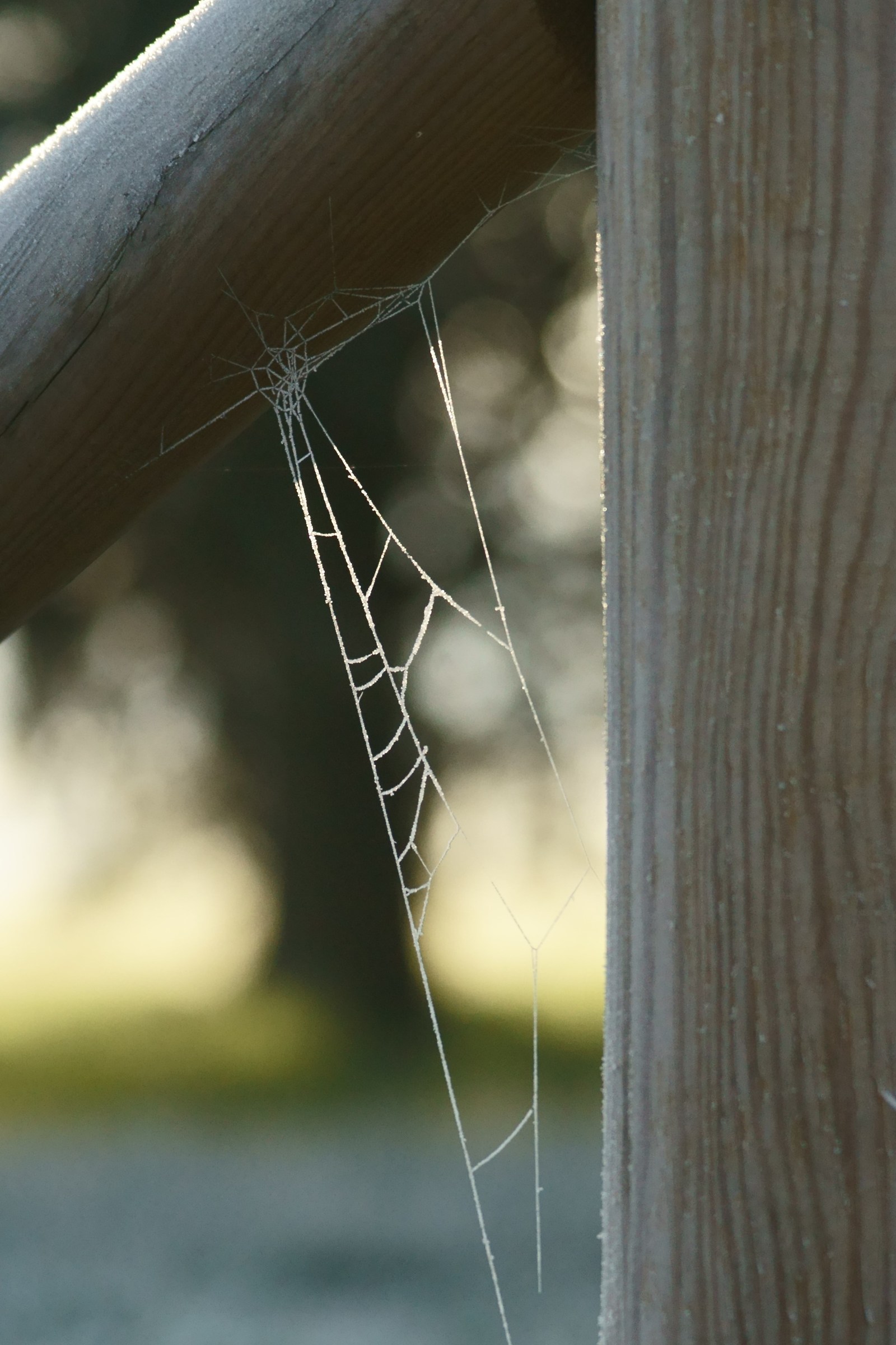 Frozen spider web...
