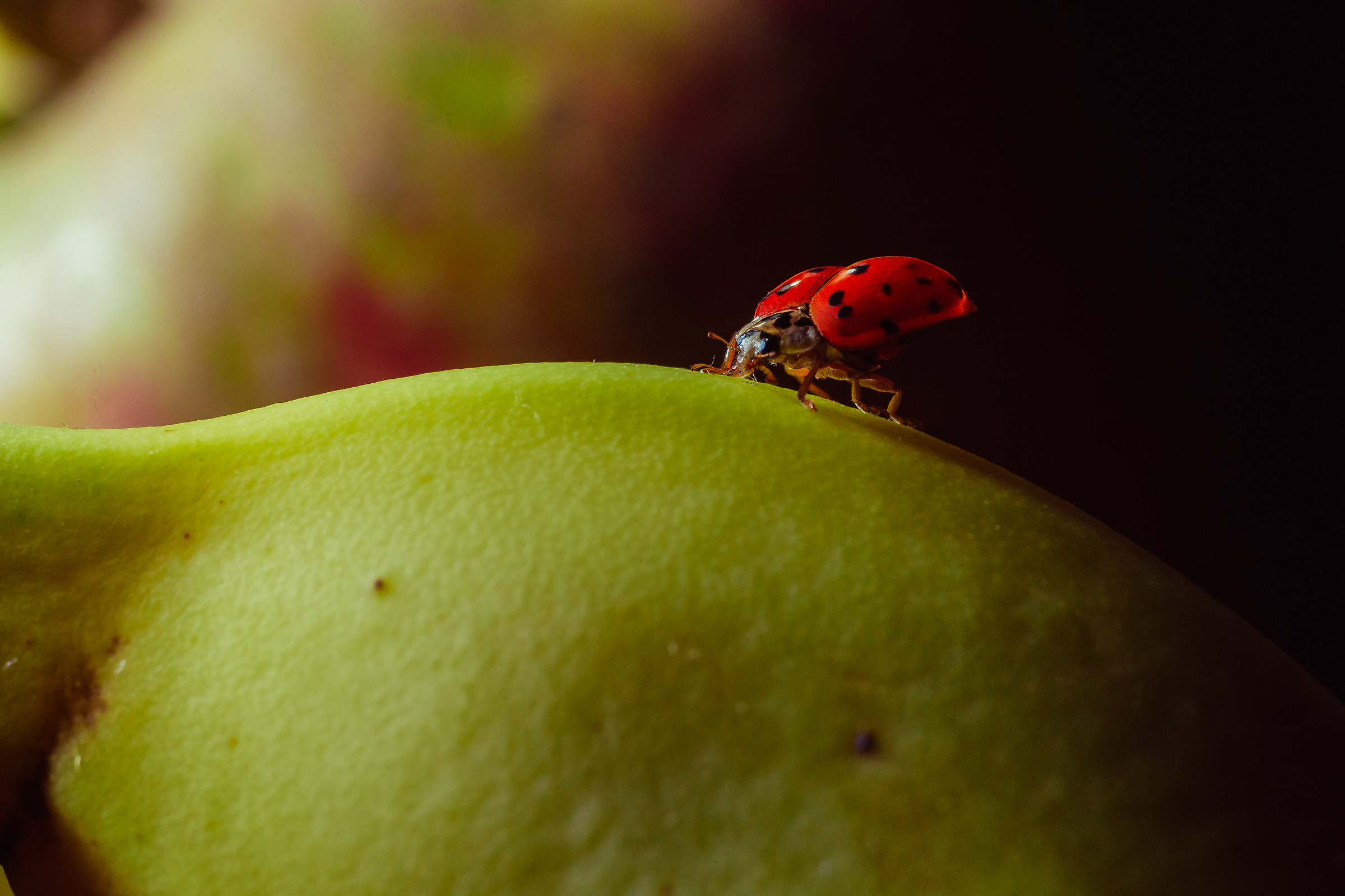 ladybug on an immature banana...