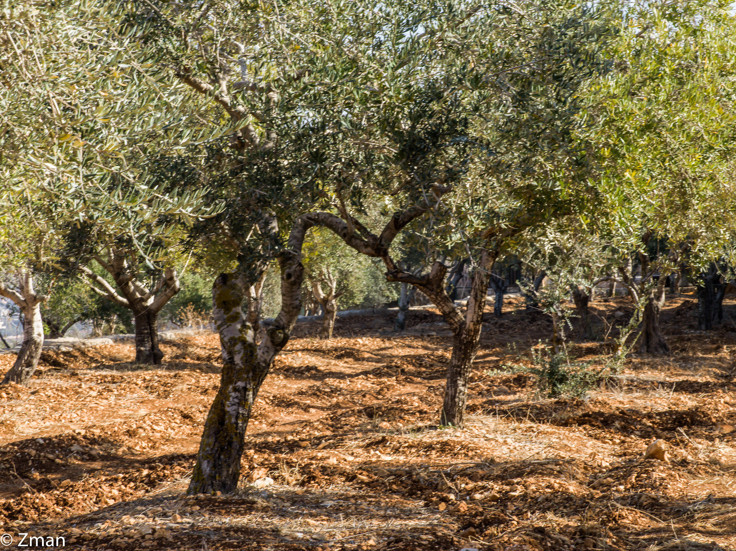 Our olive Trees...