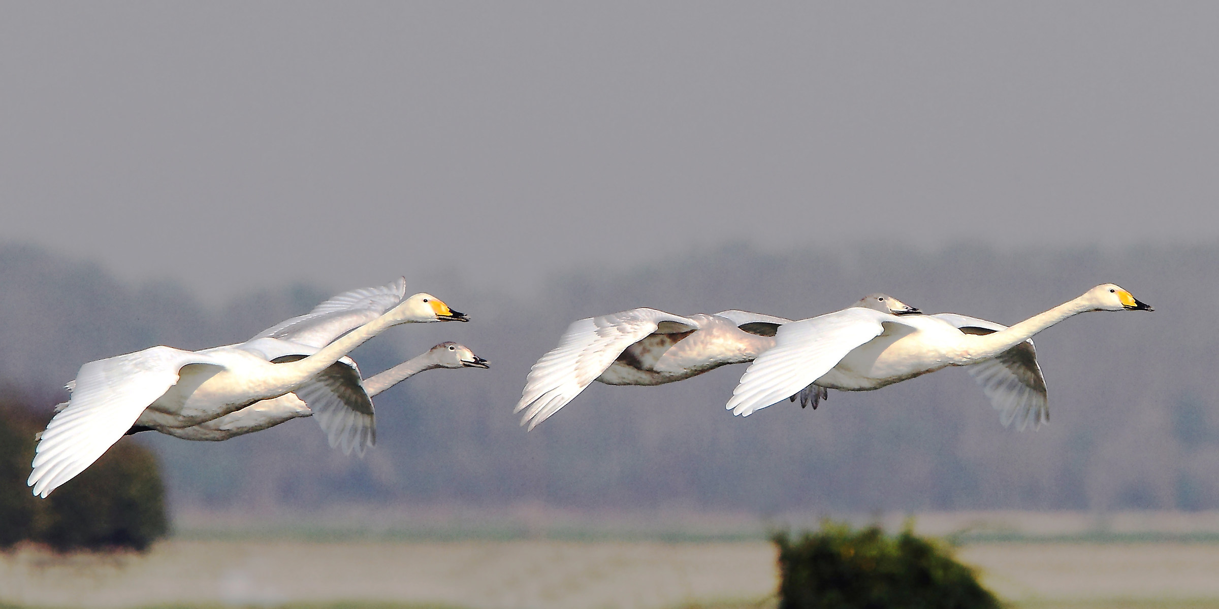 The flight of swans...