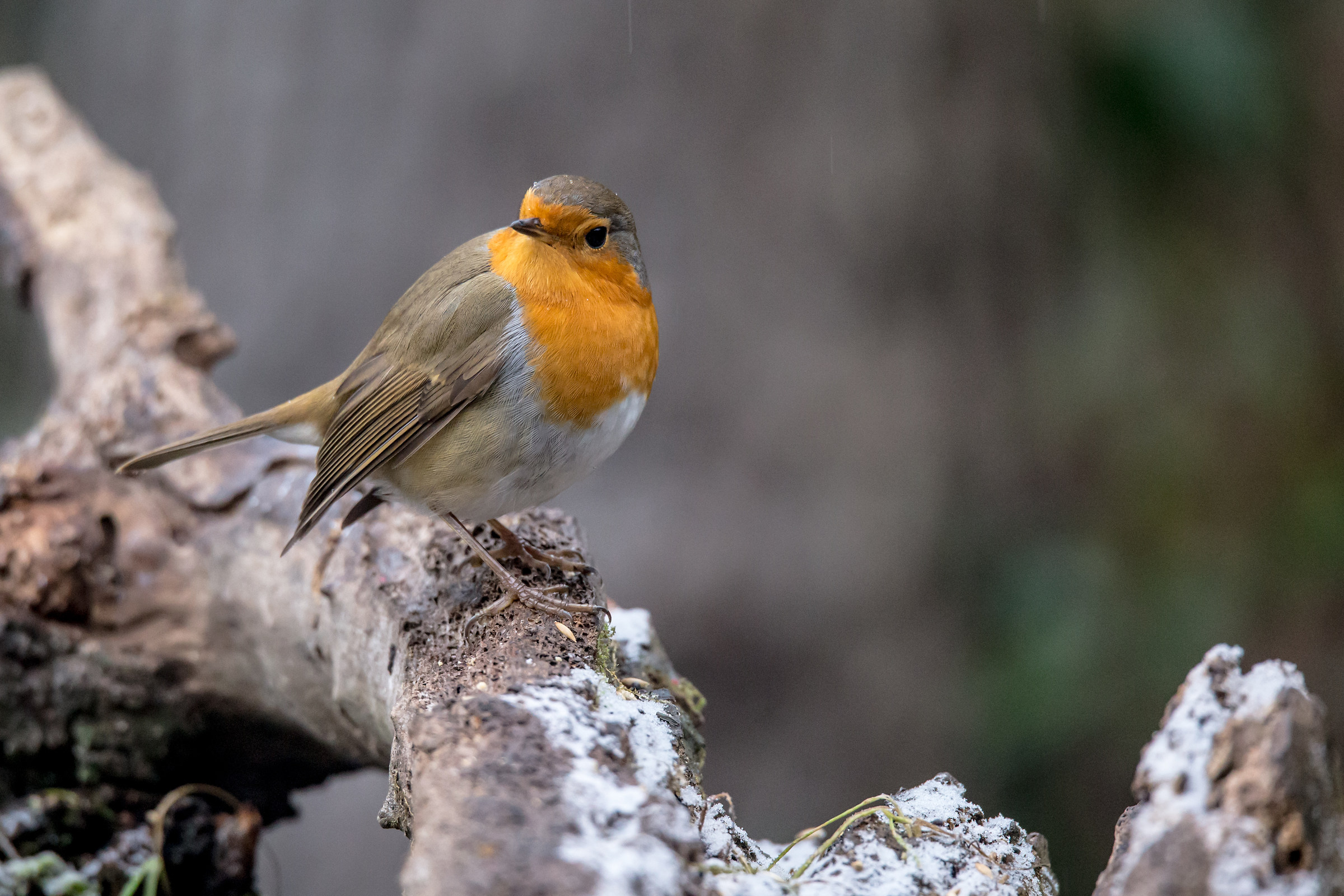 robin...
