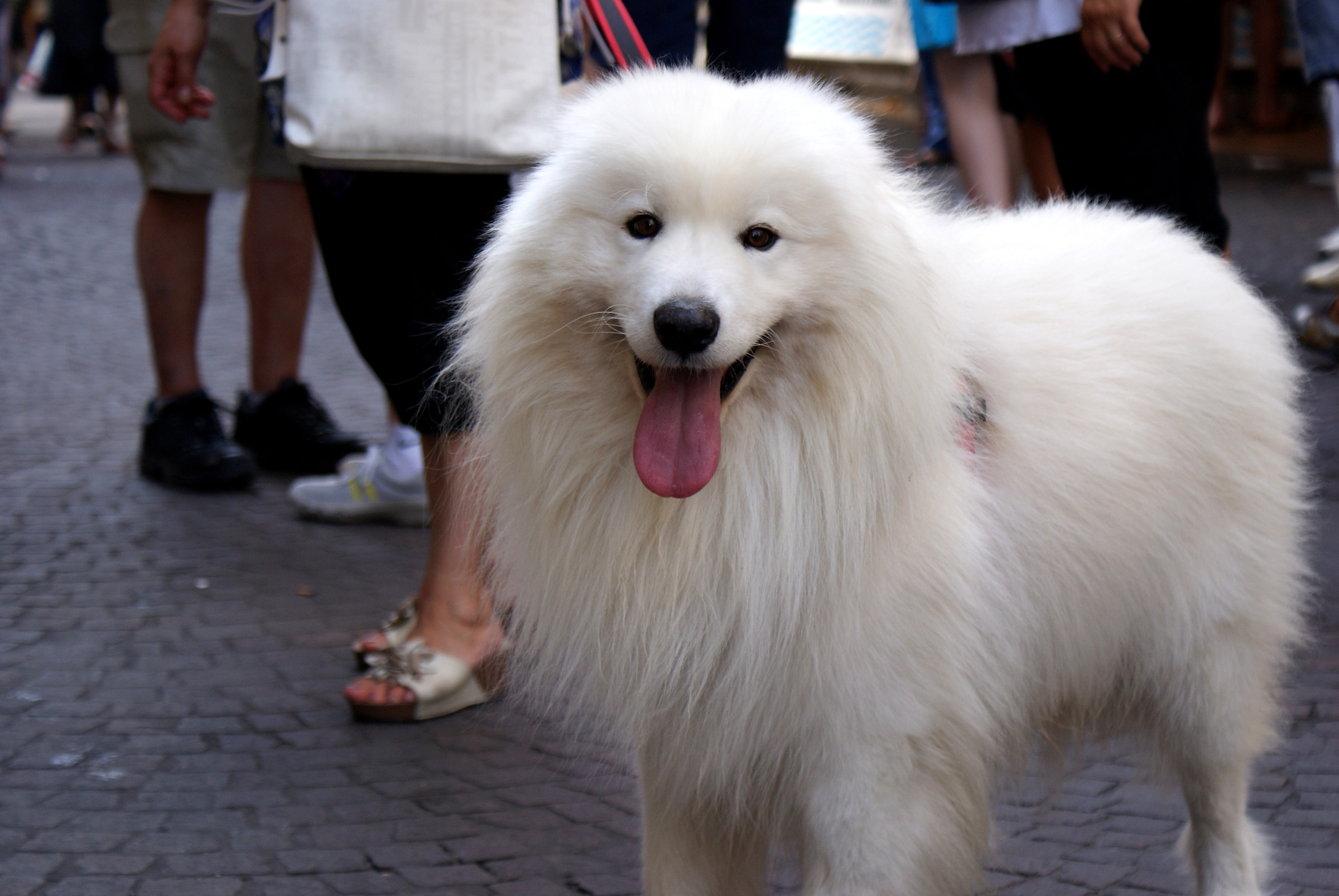 SPM 2016 Four-legged walking...