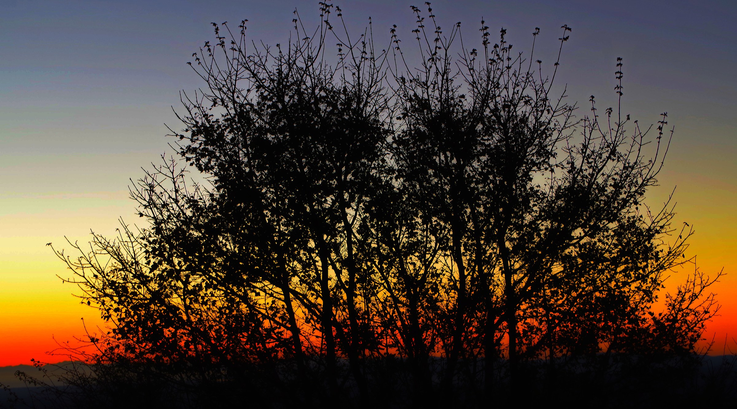 Come un pavone al tramonto...