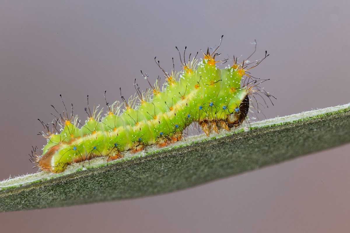 Antheraea pernyi - caterpillar on the third stage of holm ......