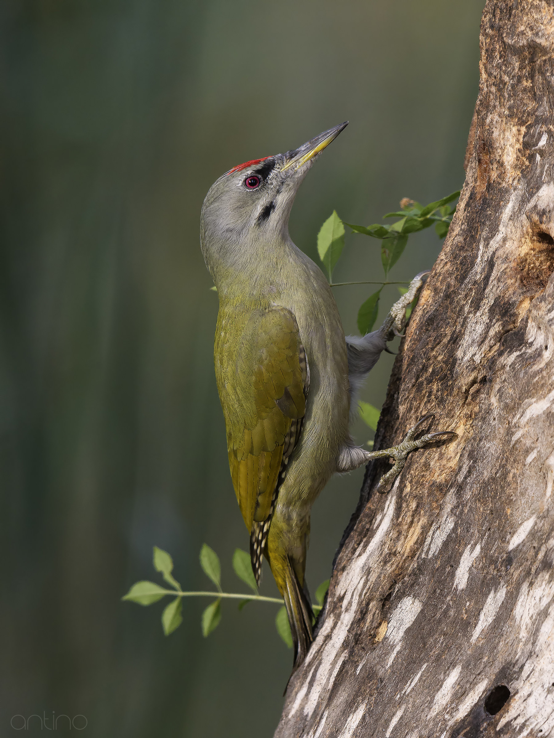 Woodpecker Male...