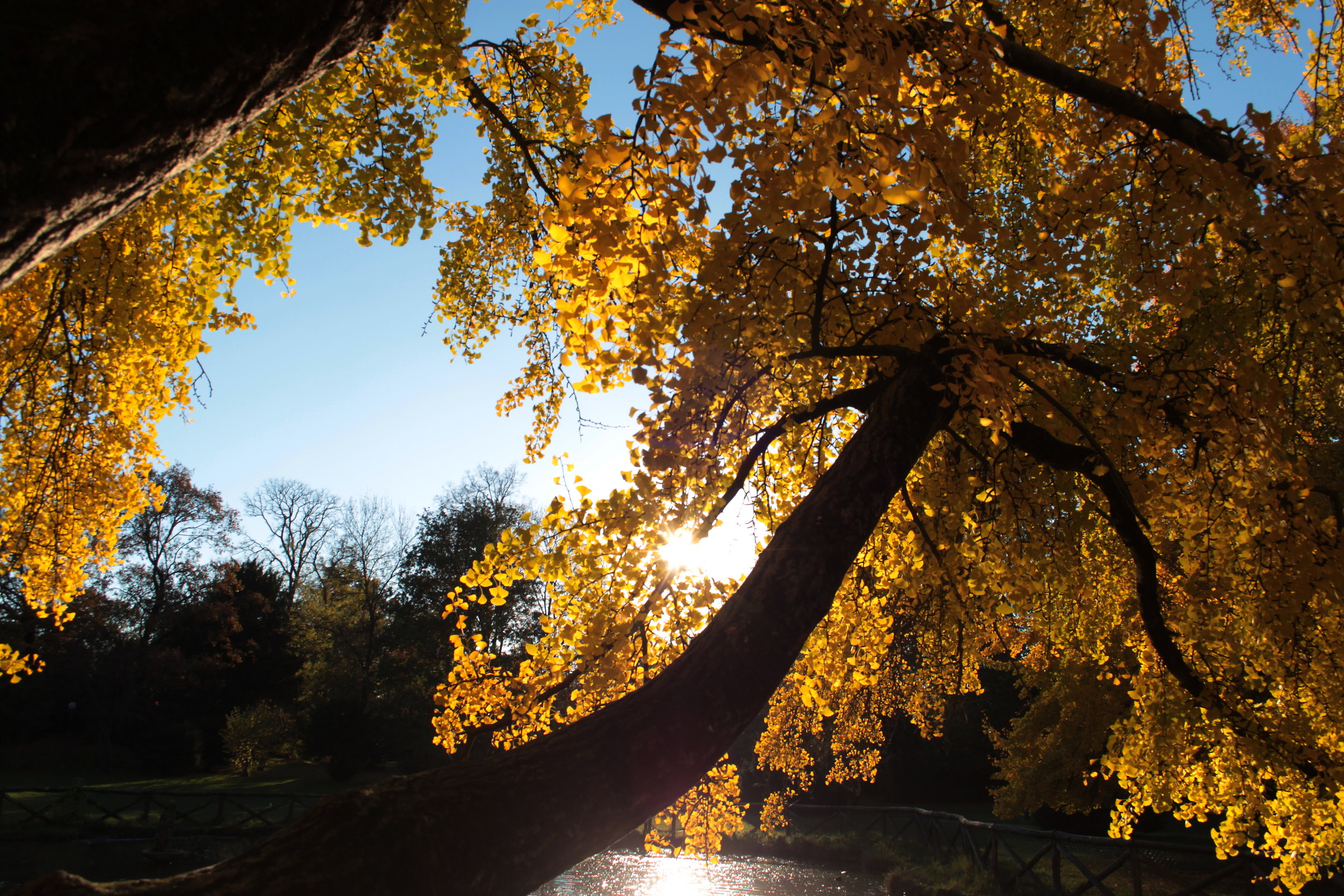 luce albero...
