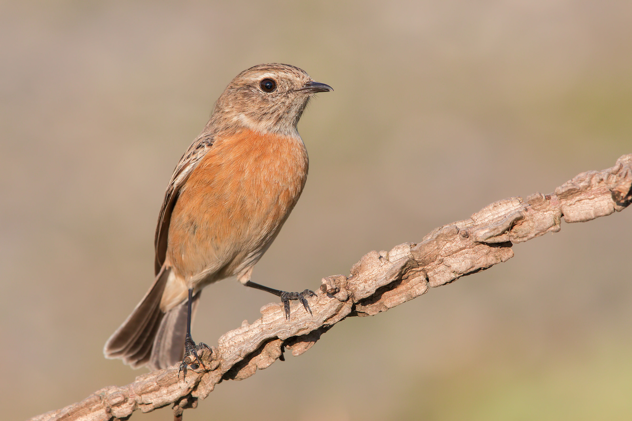 stonechat...