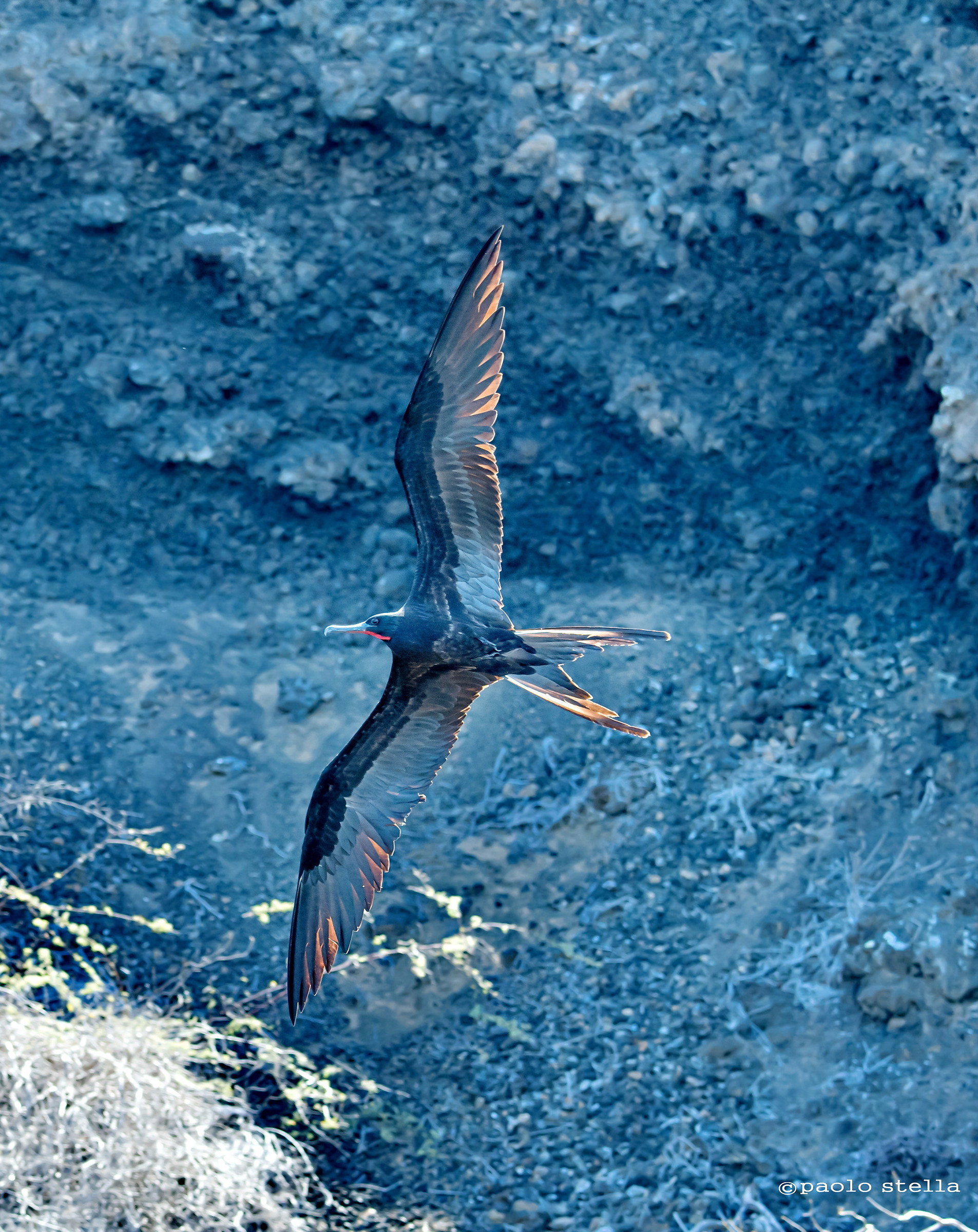 F.magnificens in volo radente...