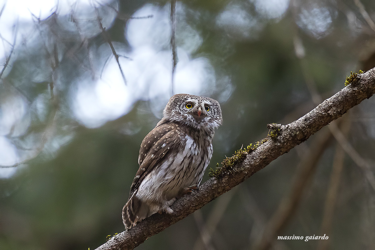 pygmy owl! : =)...