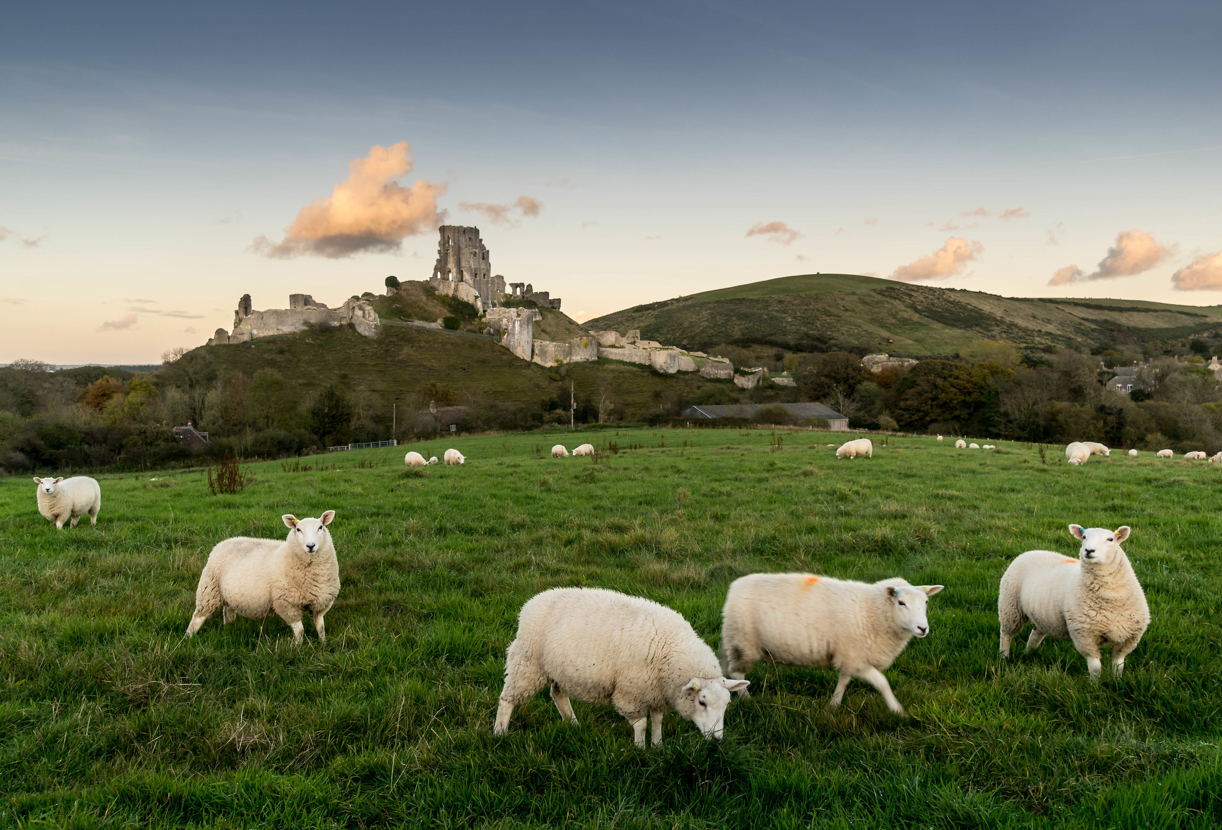 Pecore nei campi sotto il Castello di Corfe...