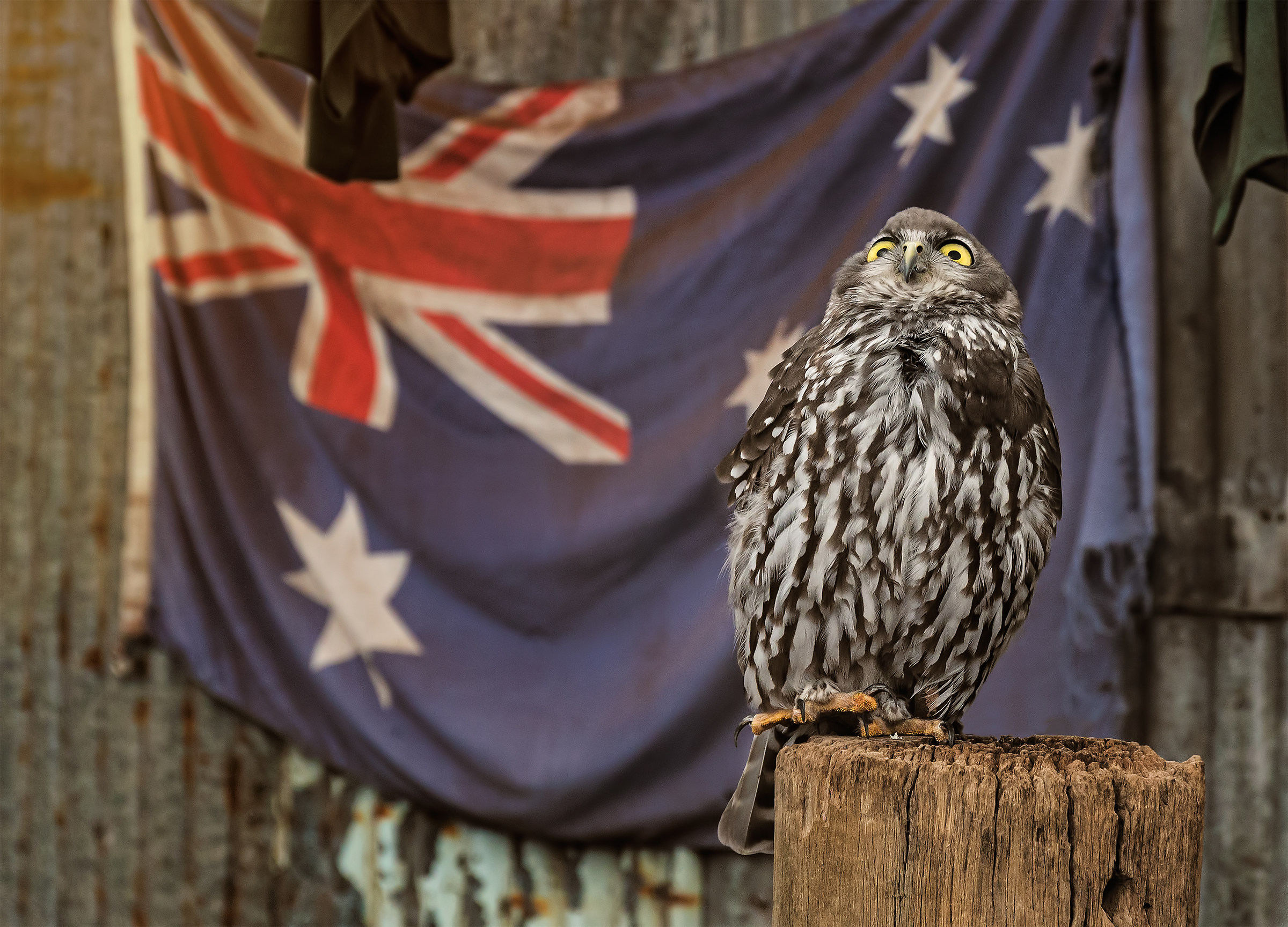 Owl howling Australian...