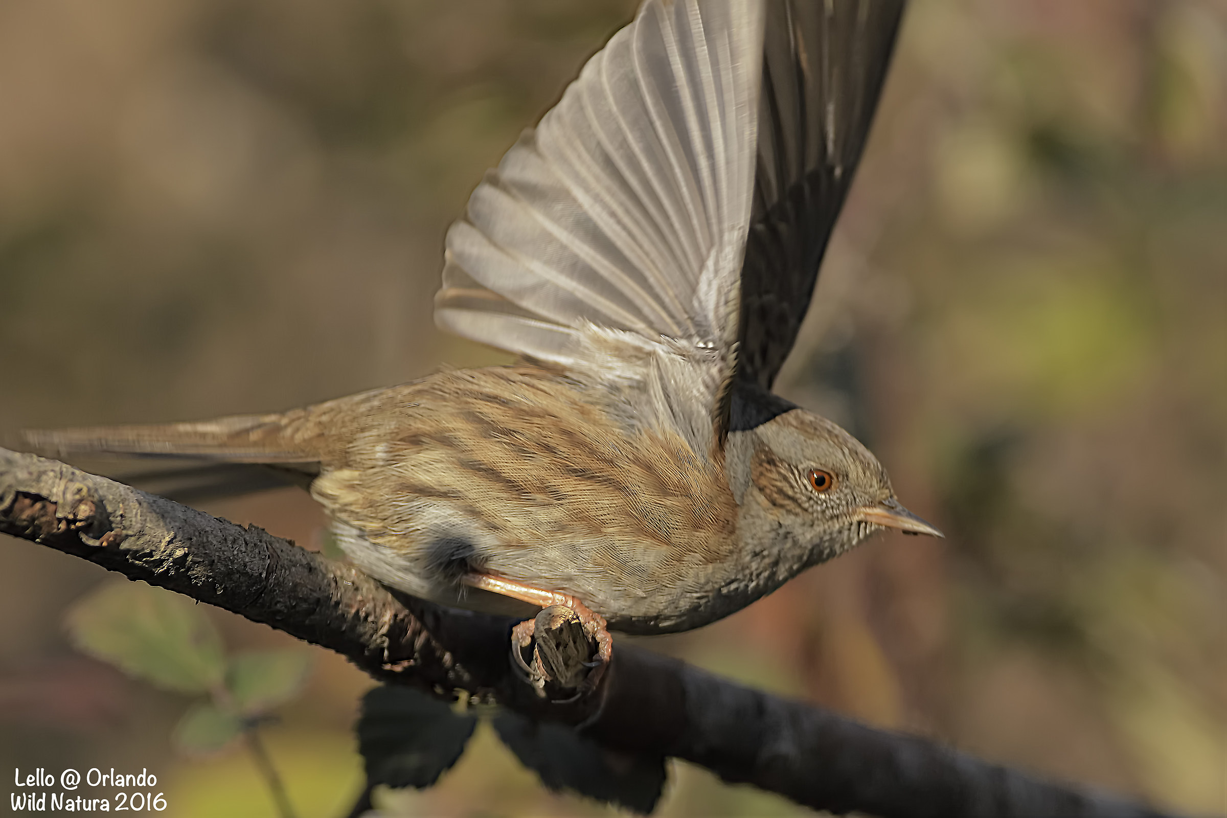 Dunnock!...