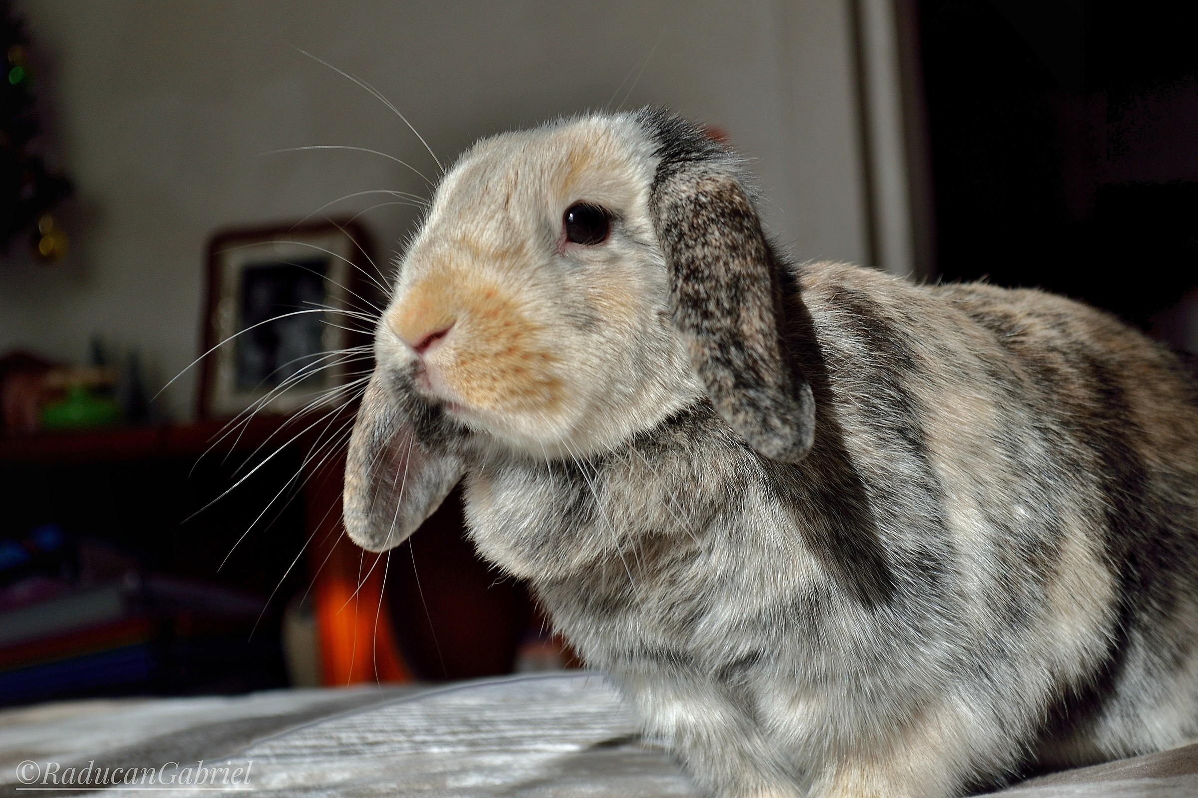 rabbit Coco...