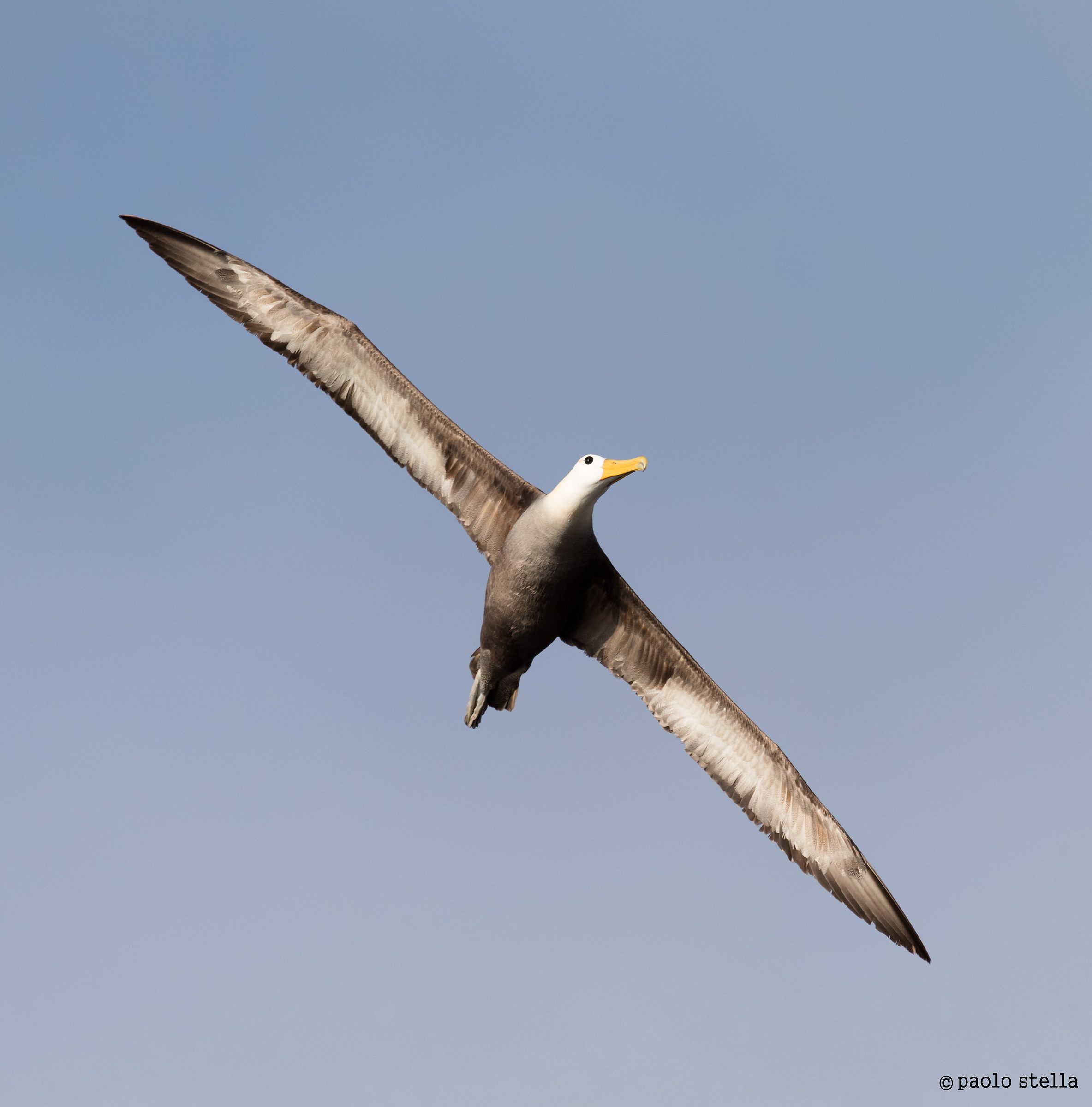 albatross in volo...