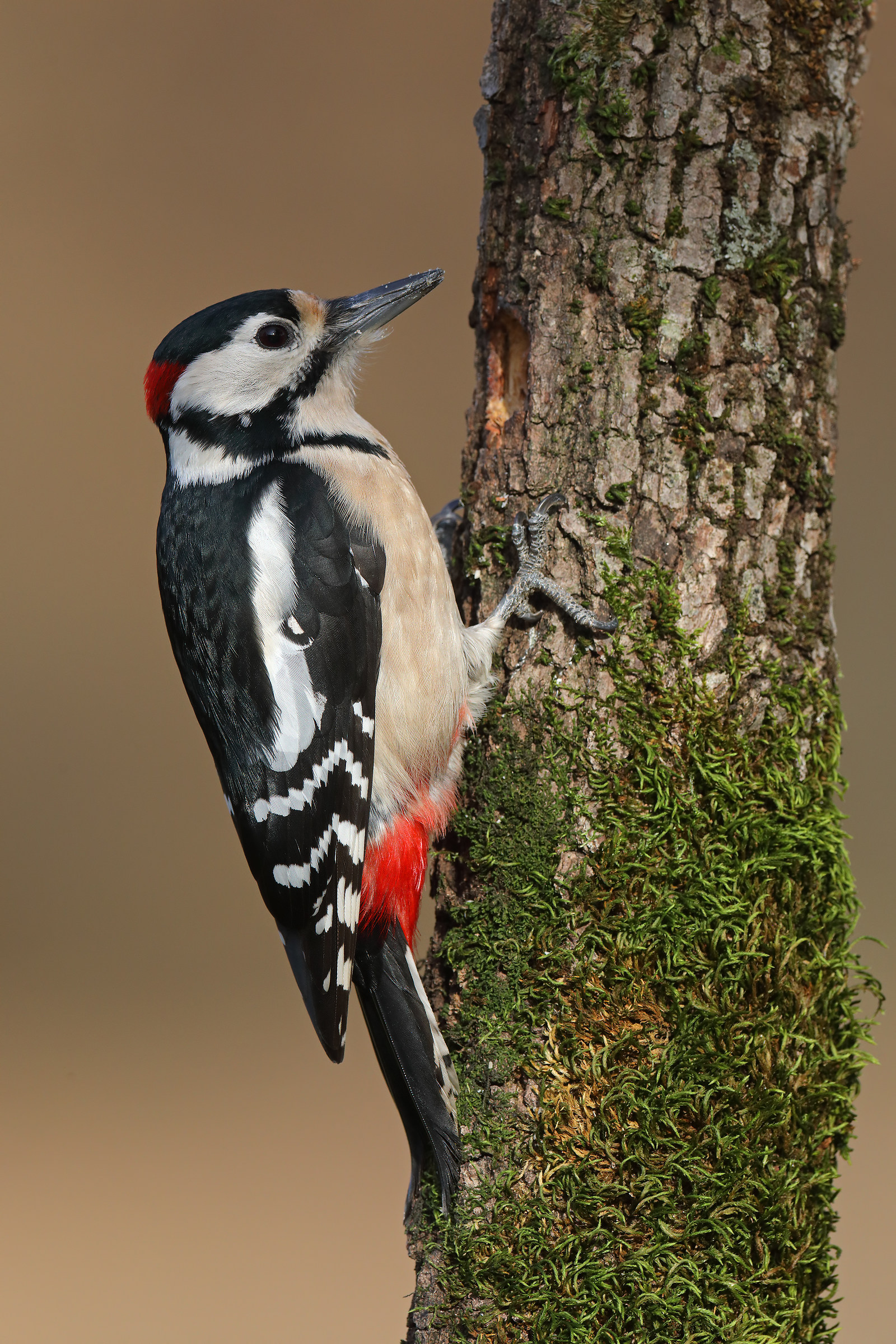 Great Spotted Woodpecker Male...