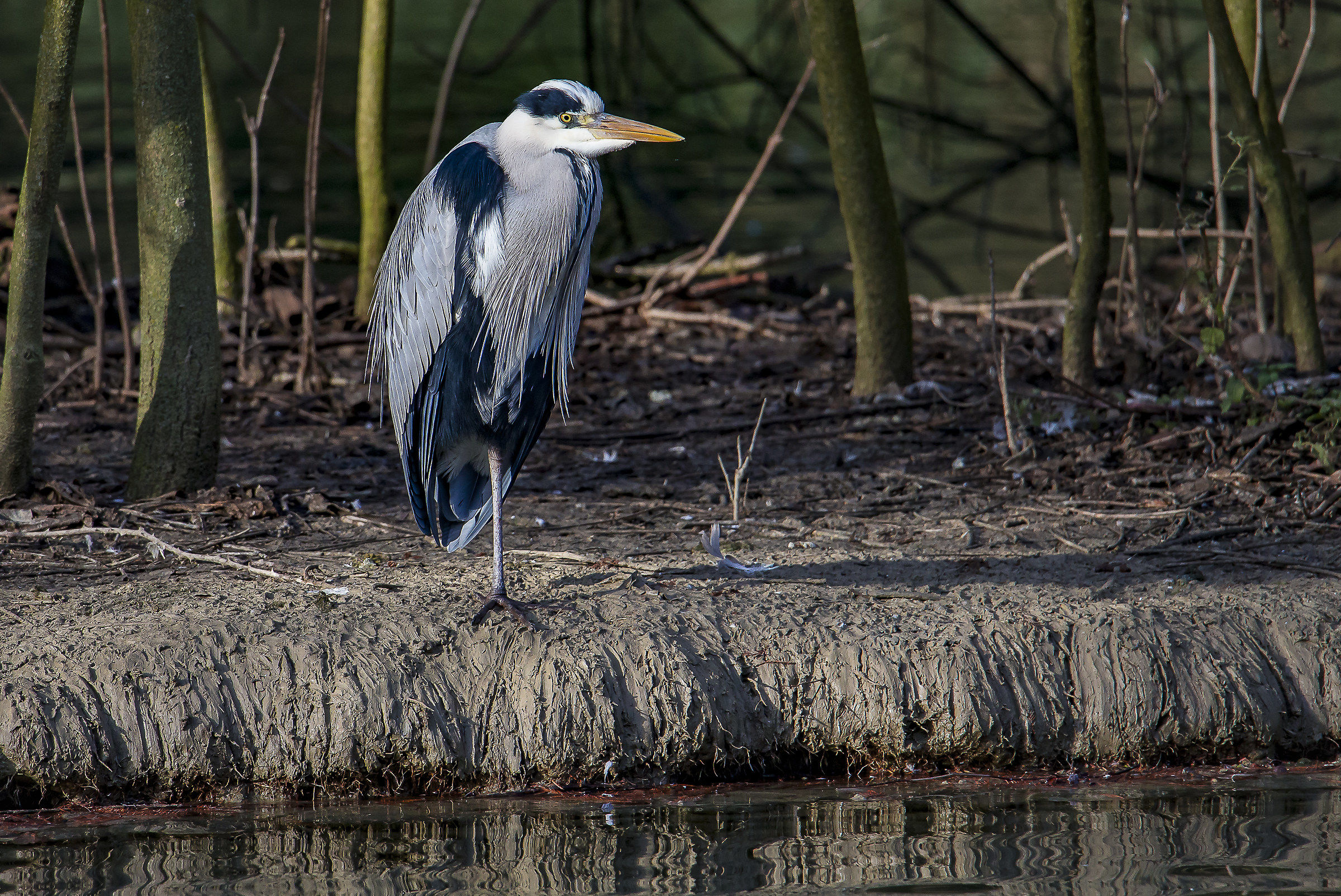 Heron tired...