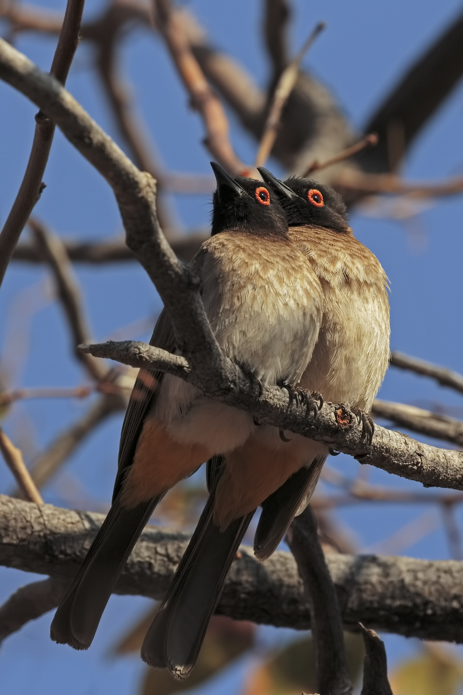 Pair of African Red-eyed bulbul superior...